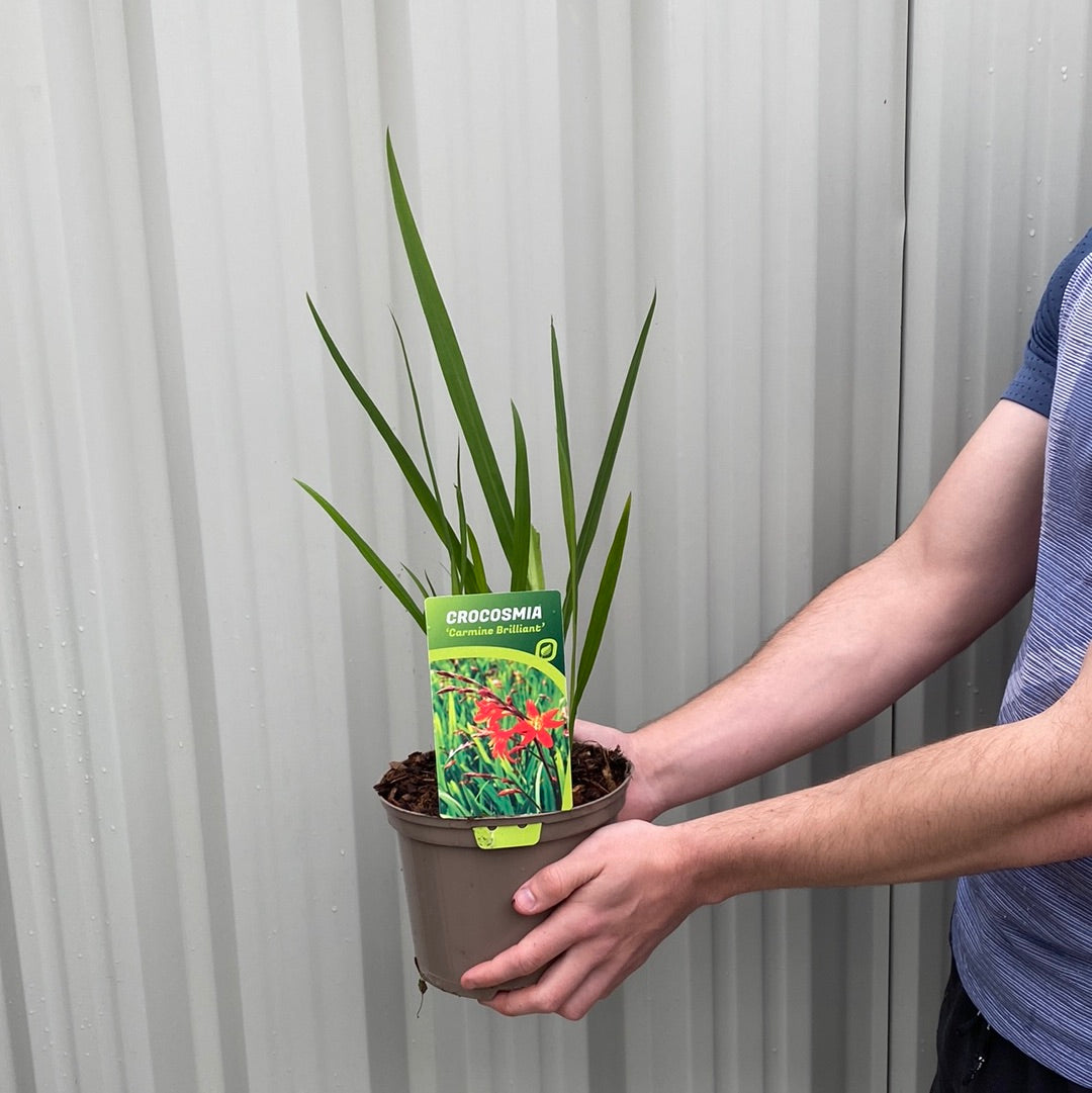 Crocosmia &#39;Carmine Brilliant&#39; 9cm/2L