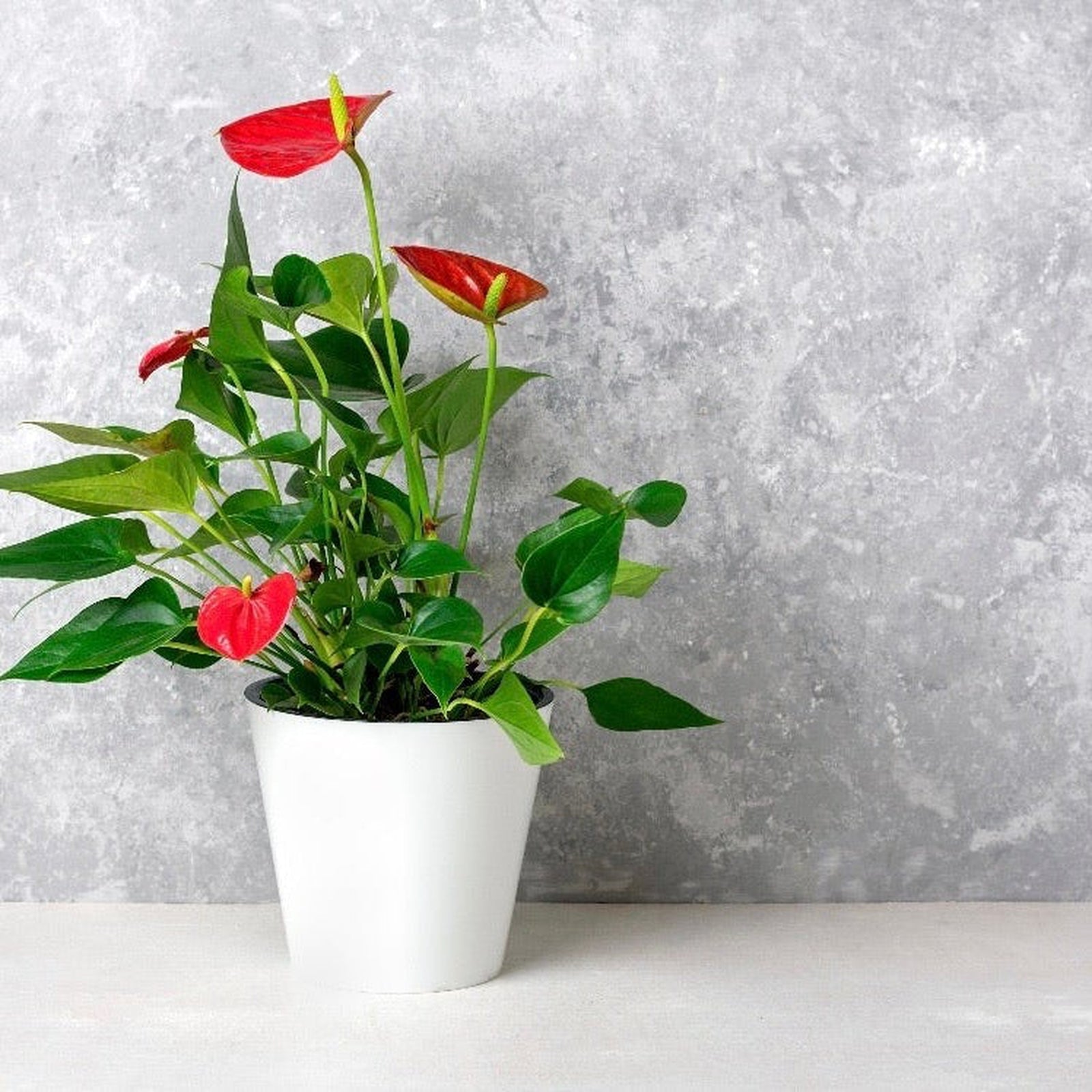 The Anthurium - Red 40-50cm features glossy green leaves and striking red, heart-shaped flowers in a white pot, set against a light gray textured background—an elegant, long-lasting addition to any space.