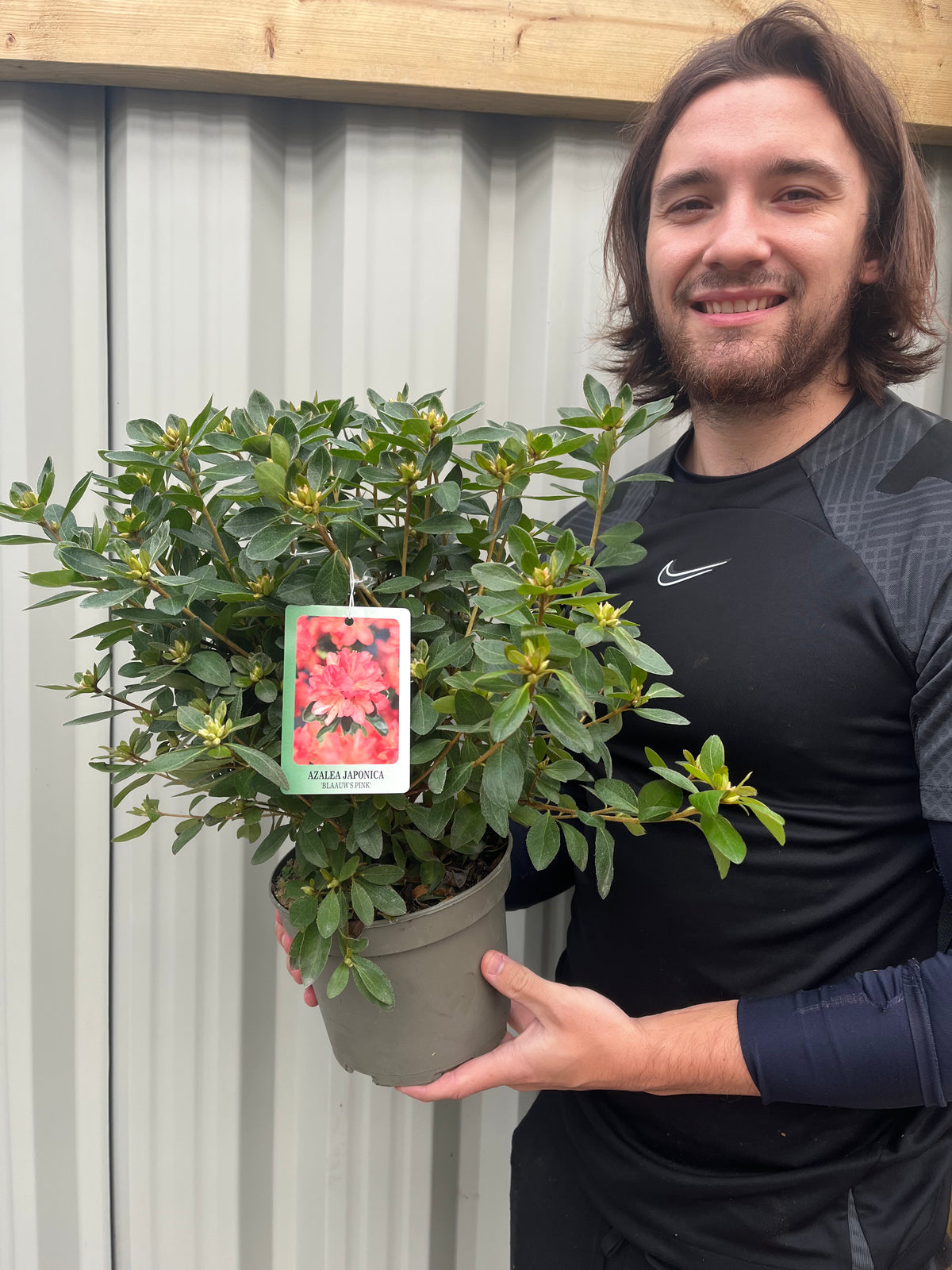 Azalea japonica &#39;Blaauw&#39;s Pink&#39; 2L