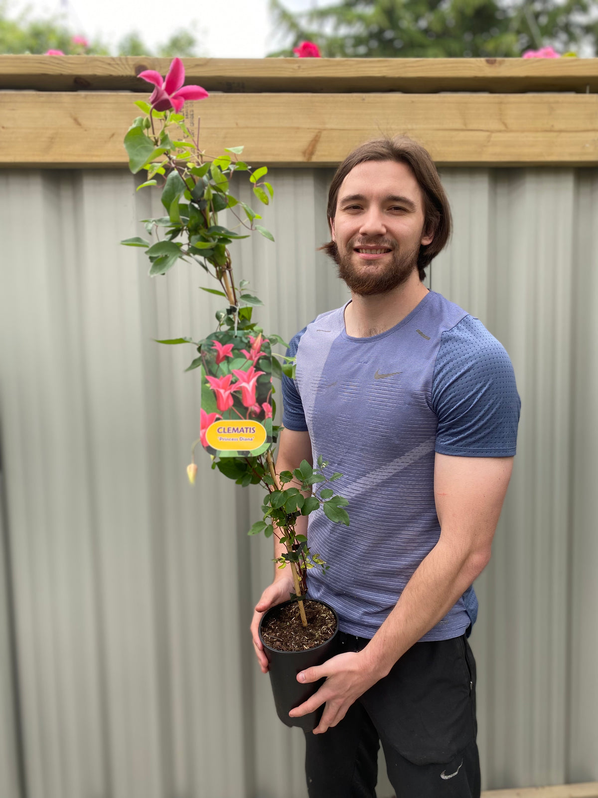 Clematis &#39;Princess Diana&#39; 70cm