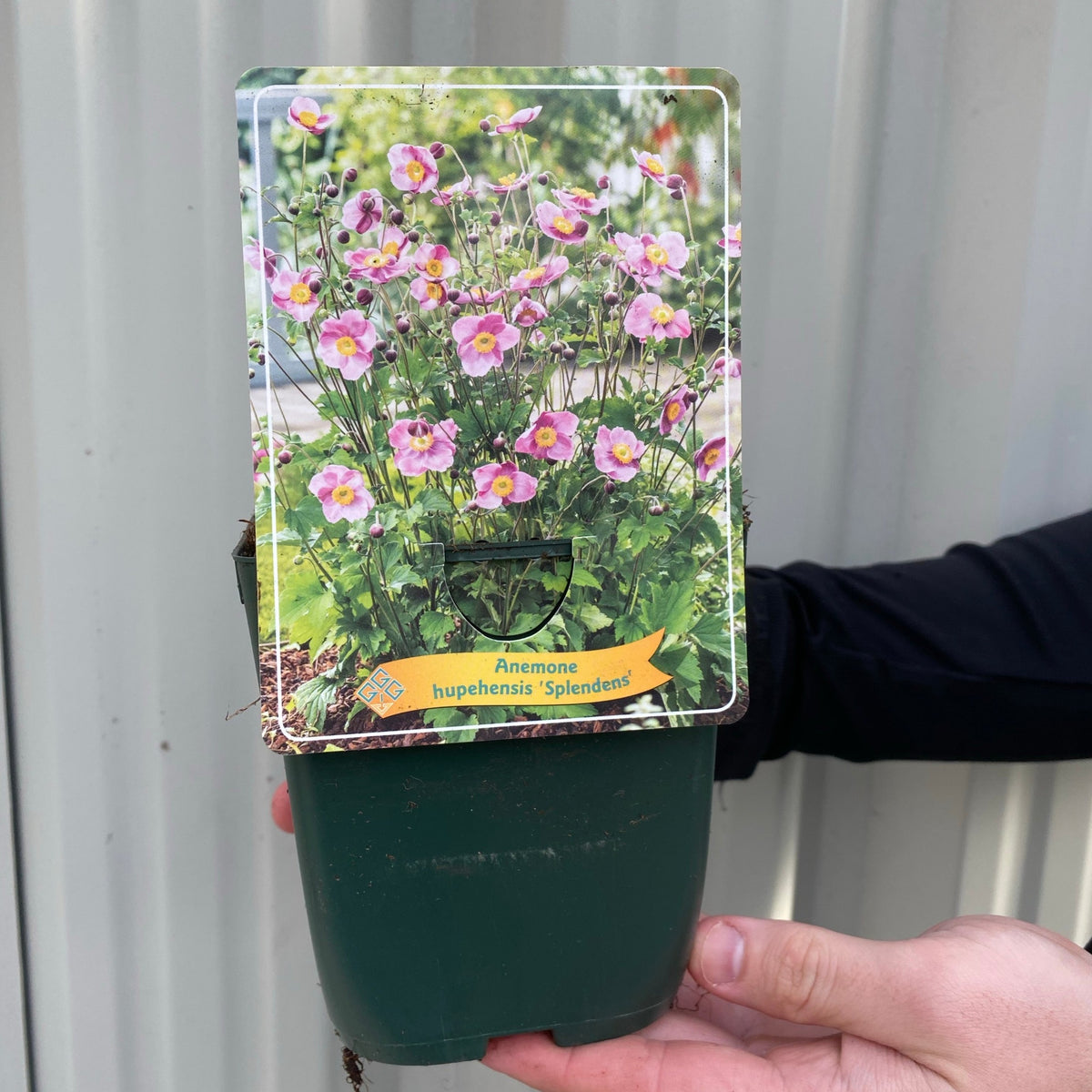 A person holds a 1.5L pot of Anemone huphensis &#39;Splendens&#39;, a beautiful perennial ideal for woodland gardens, with a corrugated metal background.