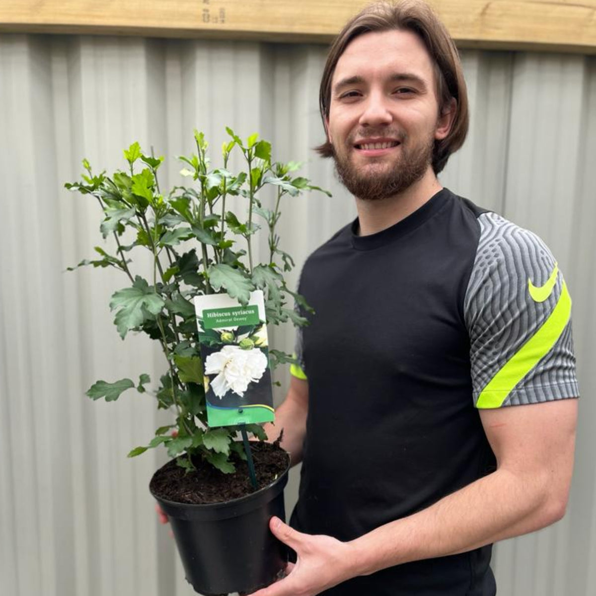 Hibiscus Syriacus &#39;Admiral Dewey&#39; - White