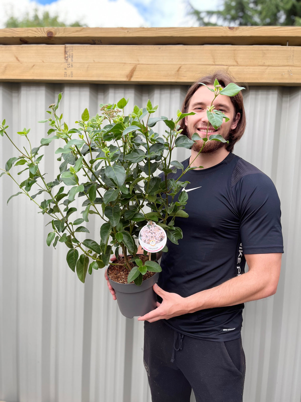 Viburnum tinus &#39;Eve Price&#39; 9cm-7.5L