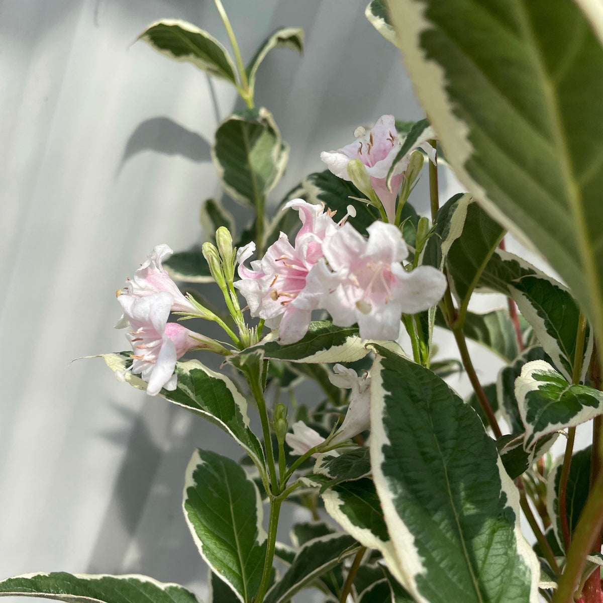Close-up of Weigela florida &#39;Sunny Fantasy&#39; (3L, 80-90cm) with elongated green leaves edged in white and variegated foliage, featuring clusters of pale pink flowers against a softly lit background.
