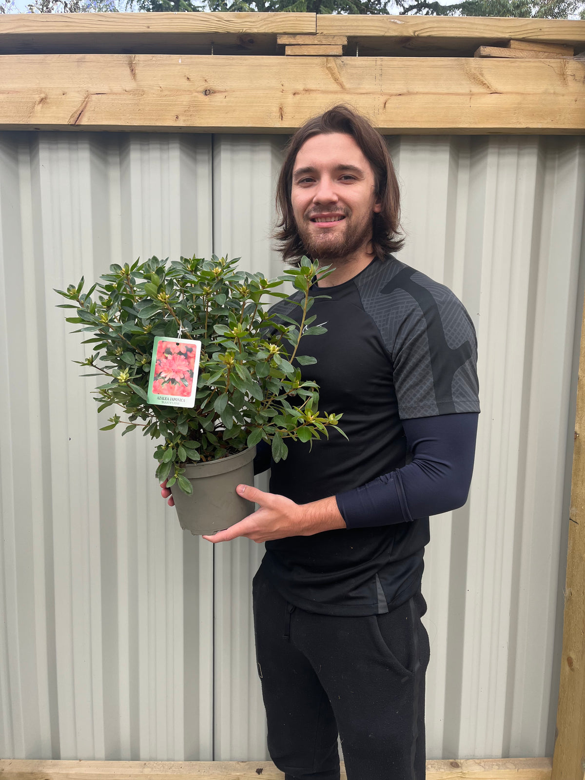 Azalea japonica &#39;Blaauw&#39;s Pink&#39; 2L