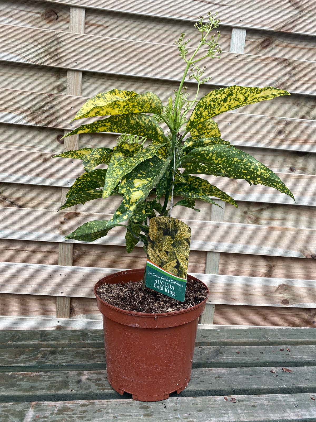 An Aucuba japonica &#39;Gold King&#39; (40-50cm) 3L sits on a wooden bench in front of a slatted fence. Its green leaves are speckled with yellow, and a tag with the plant’s name is attached to one stem. Multibuy offers available.
