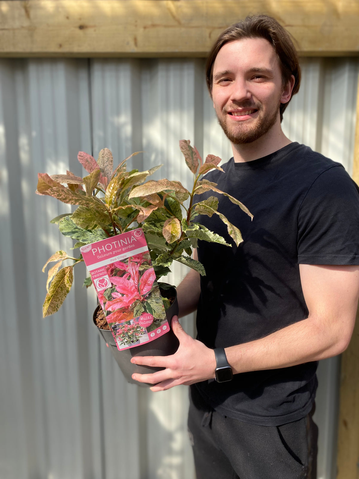 A smiling man in a black t-shirt holds a Photinia serratifolia &#39;Pink Crispy&#39; 3L, an evergreen shrub with pink and green leaves, standing before a corrugated metal wall with wooden trim. Multibuy offers available.