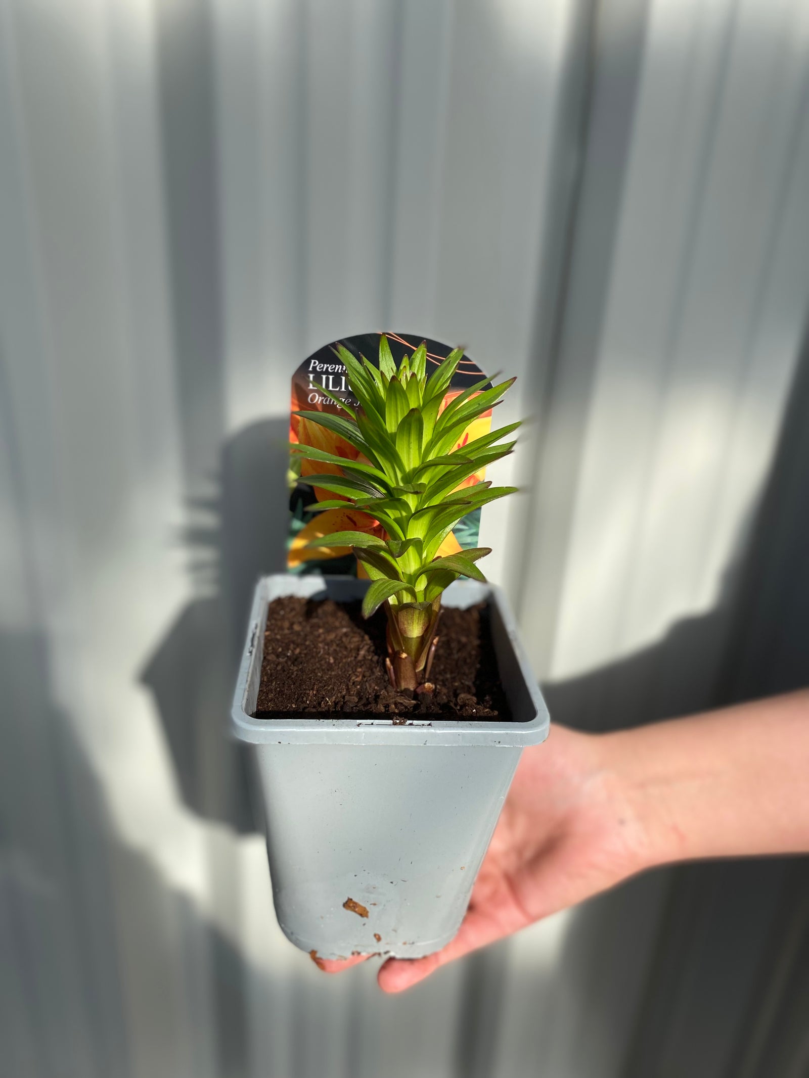 Lilium - Orange Joy (Asiatic Lily) 1L