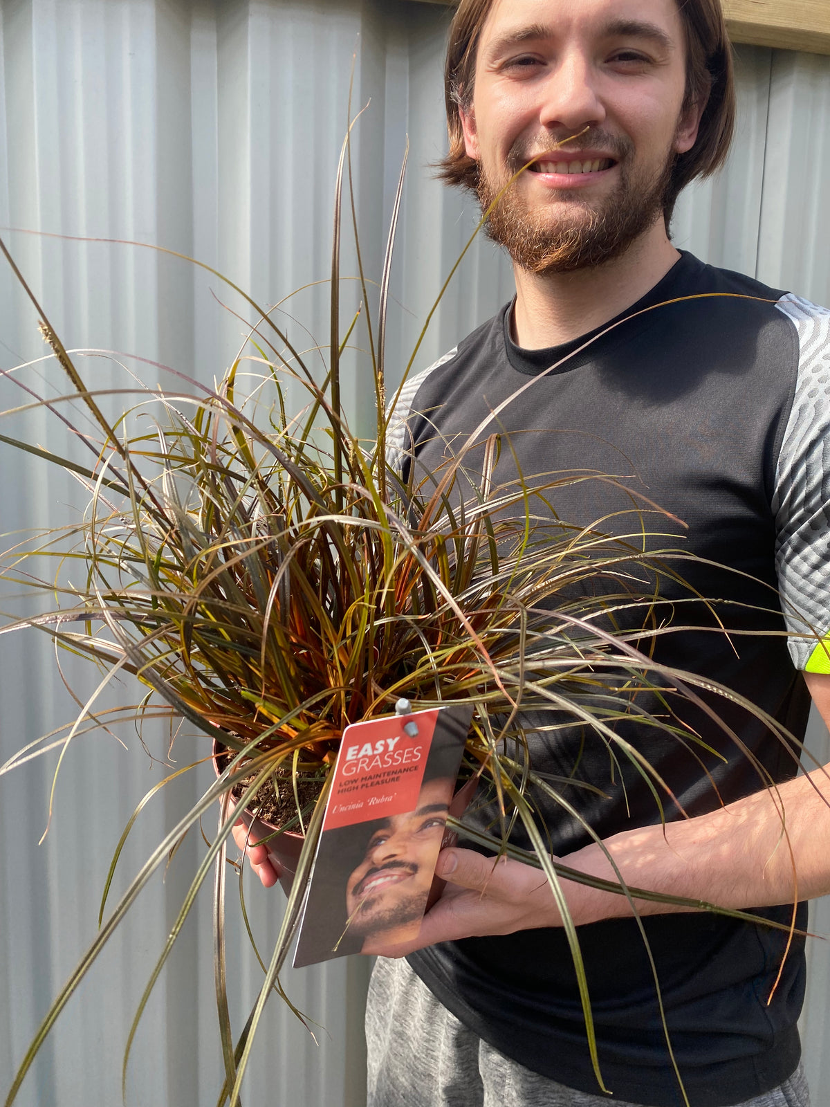 Uncinia &#39;Rubra&#39; Ornamental Grass 3L