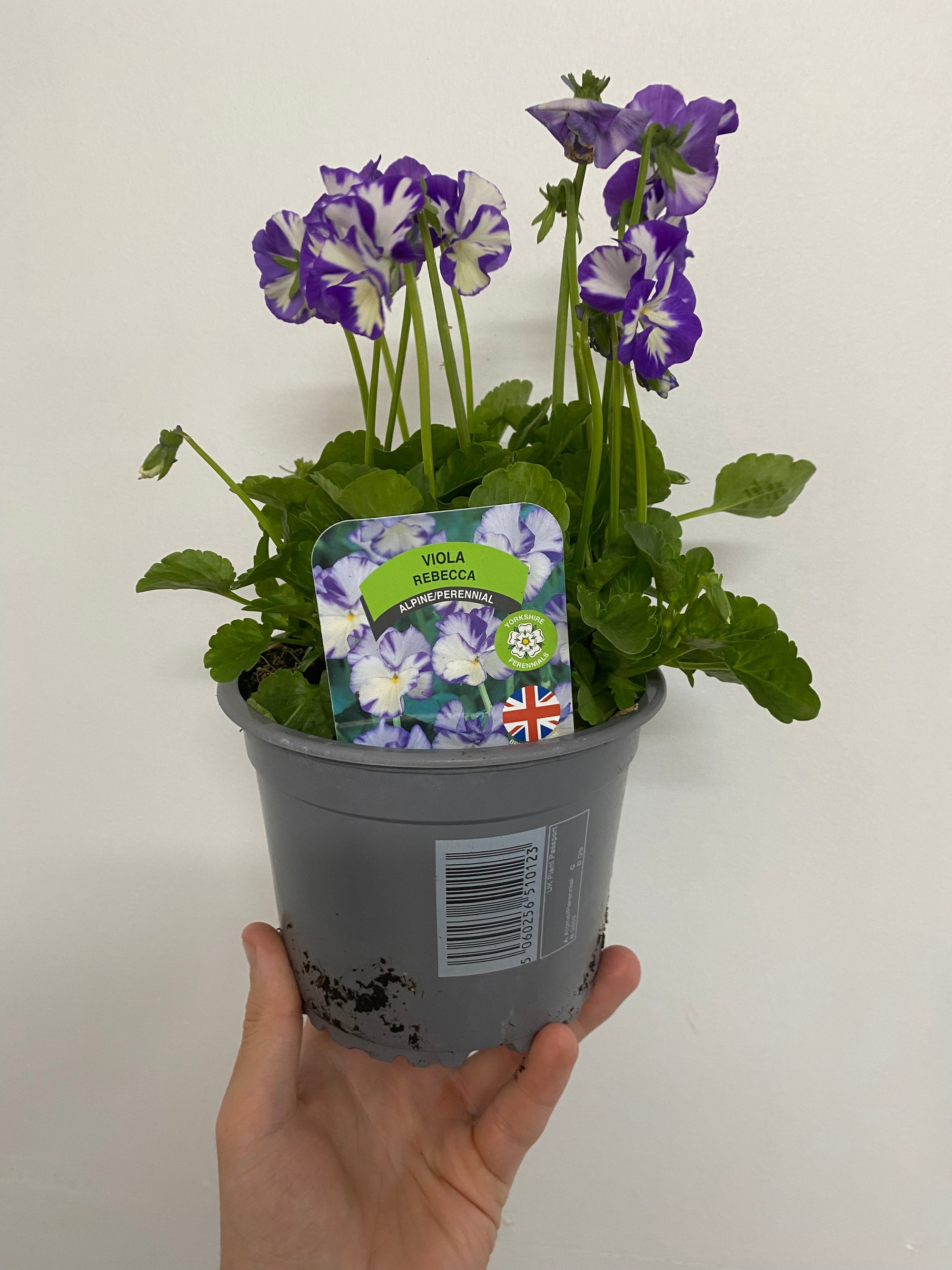 Viola - Rebecca 1.5L