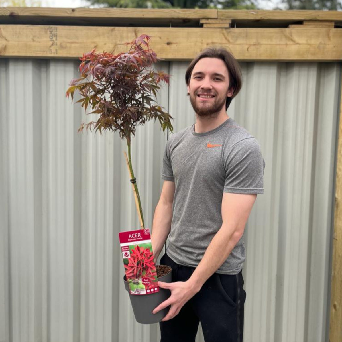 Acer palmatum &#39;Shaina&#39; Standard (100cm)