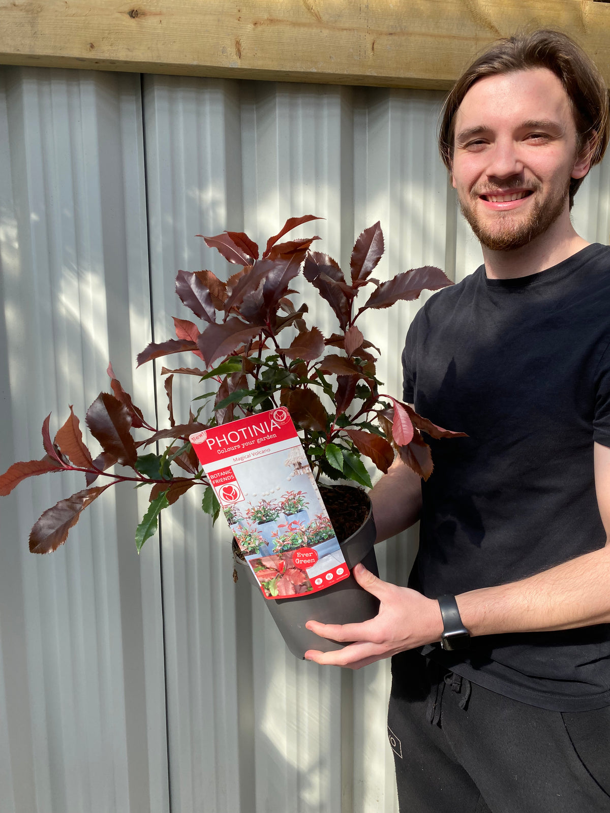 Photinia &#39;Magical Volcano&#39; 5L (Multibuy Offers Available)
