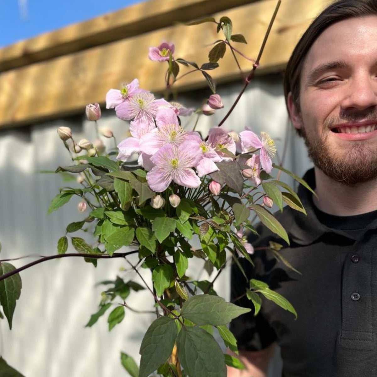 Clematis montana &#39;Mayleen&#39; 1.7-1.8m