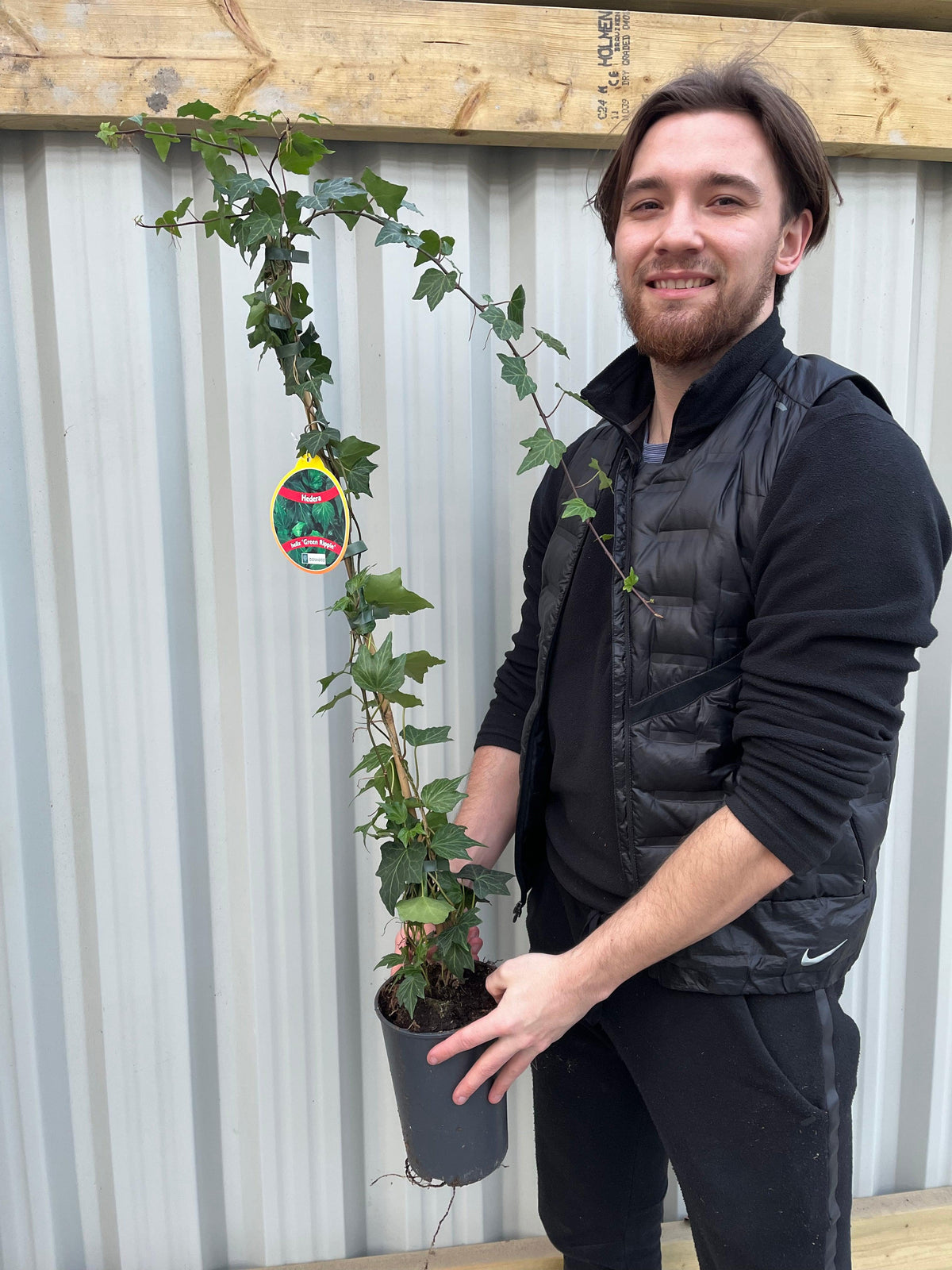 Hedera Helix &#39;Green Ripple&#39; Ivy 1m