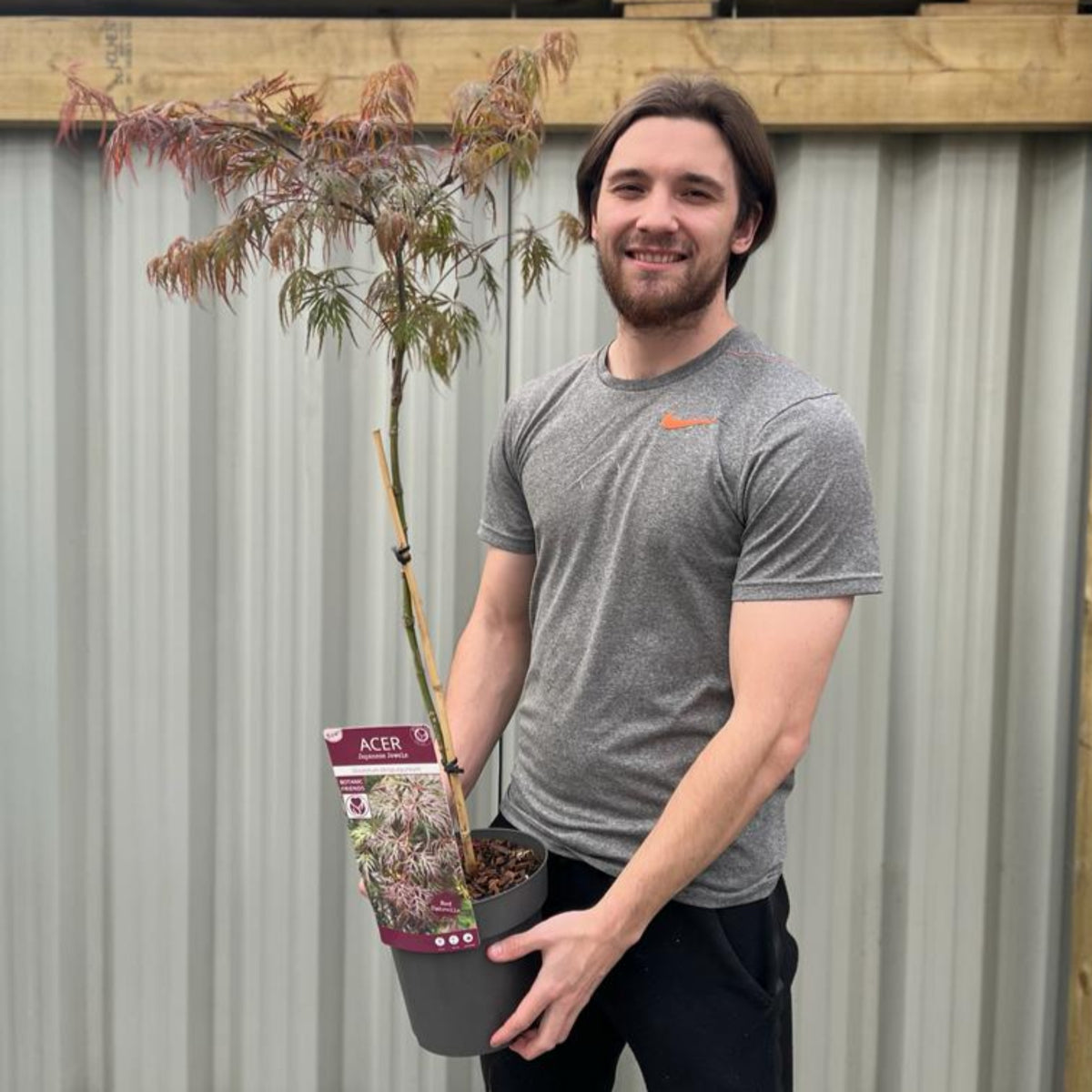 A smiling man in a grey t-shirt holds an Acer palmatum dissectum &#39;Atropurpureum&#39; Standard (100cm) with compact branches in front of a corrugated metal fence. An info tag is attached to the pot.