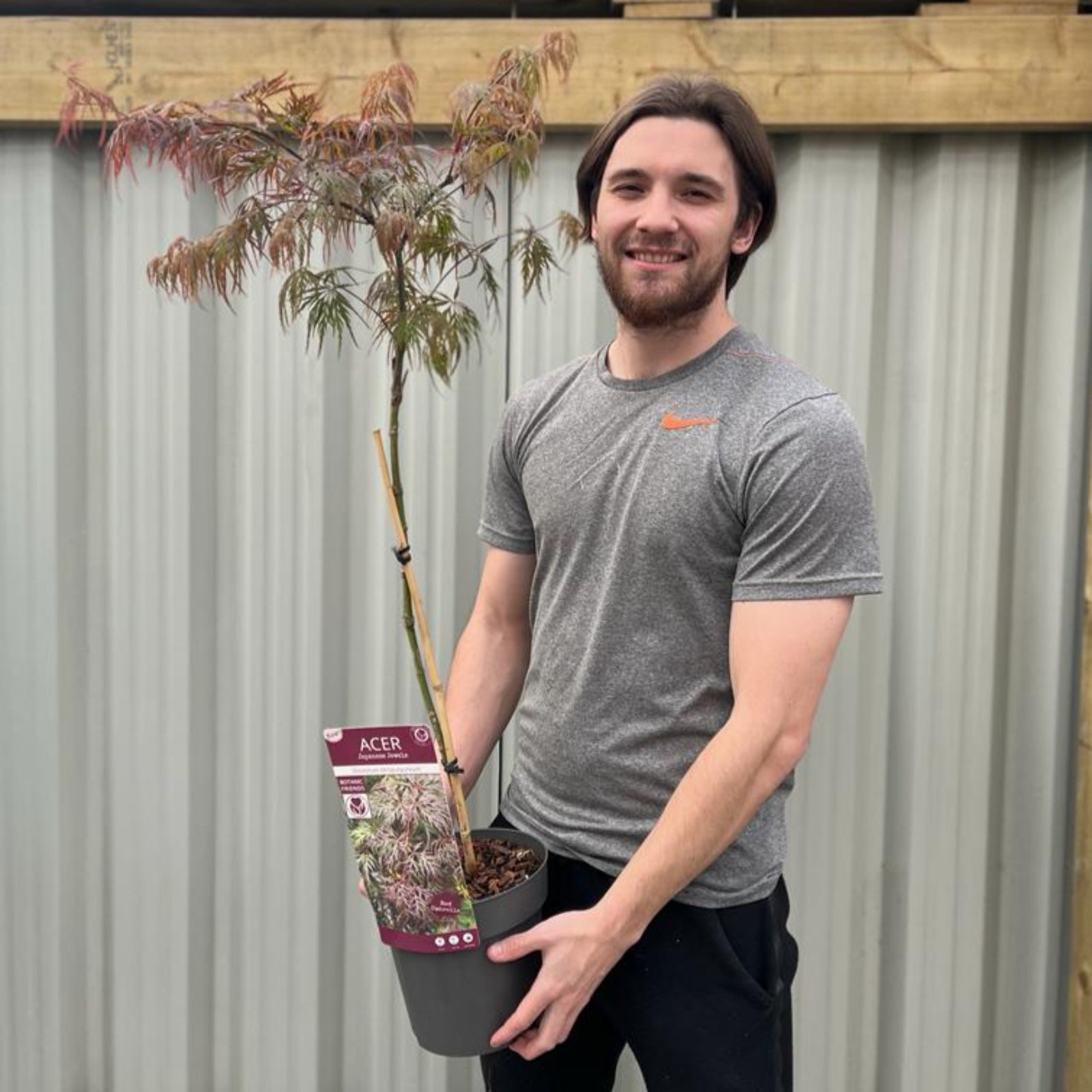 A smiling man in a grey t-shirt holds an Acer palmatum dissectum 'Atropurpureum' Standard (100cm) with compact branches in front of a corrugated metal fence. An info tag is attached to the pot.