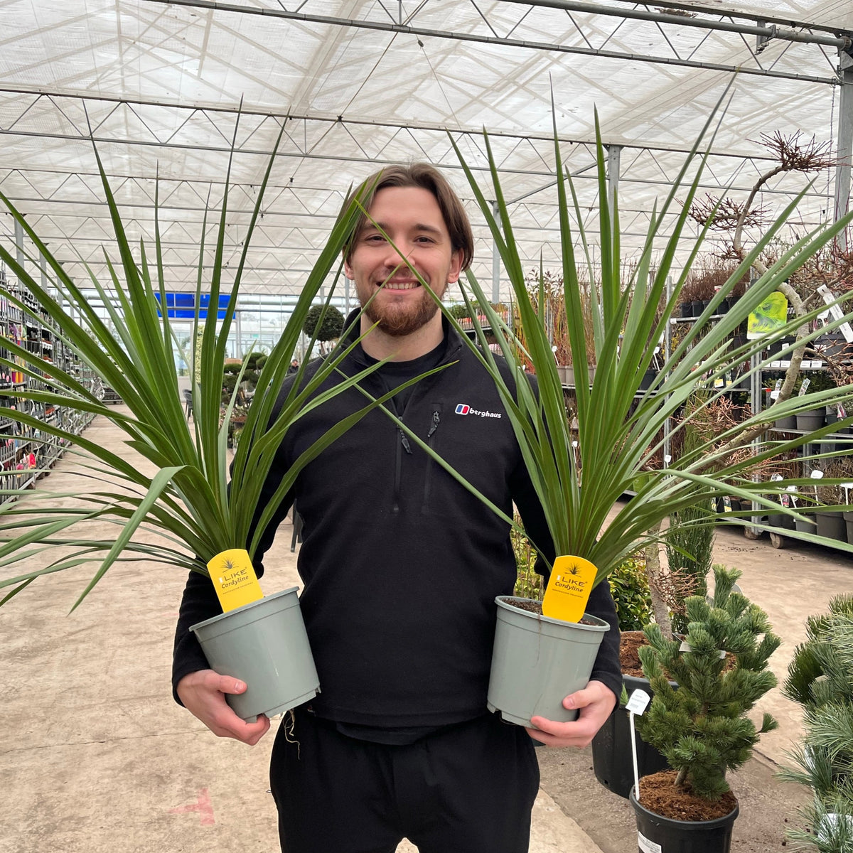 A man holds two potted plants, including the Cordyline australis Peko – Green, a stunning yet low-maintenance tropical palm available in 3 sizes—ideal for anyone building an easy-care plant collection.
