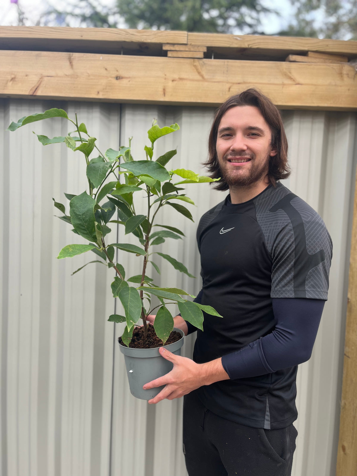 Magnolia liliflora &#39;Nigra&#39; | Black Lily Magnolia | 3L