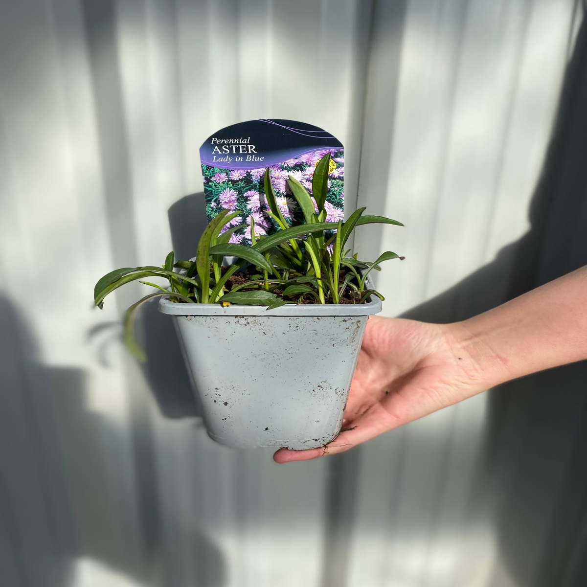 A hand holds a 9cm gray pot with a young Aster novi-belgii &#39;Lady in Blue&#39; plant. A tag in the soil shows the name, hinting at its future sky-blue flowers. Background: gray corrugated surface.