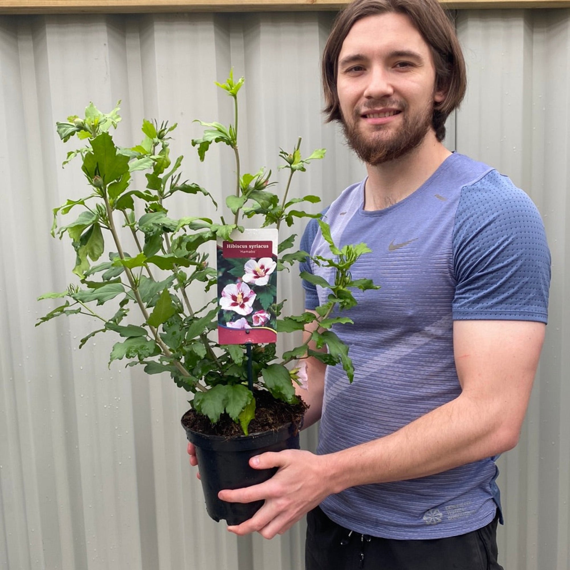 Hibiscus Syriacus 'Hamabo' - White