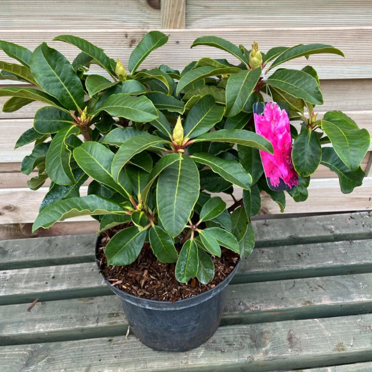 Rhododendron hybride &#39;Maxi Rose&#39; 5L