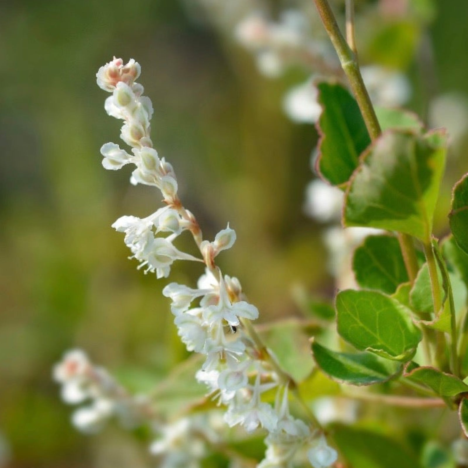 Close-up of Fallopia baldschuanica (Russian Vine), a vigorous climber, showing clusters of small white flowers and green leaves—ideal for quickly covering unsightly structures.