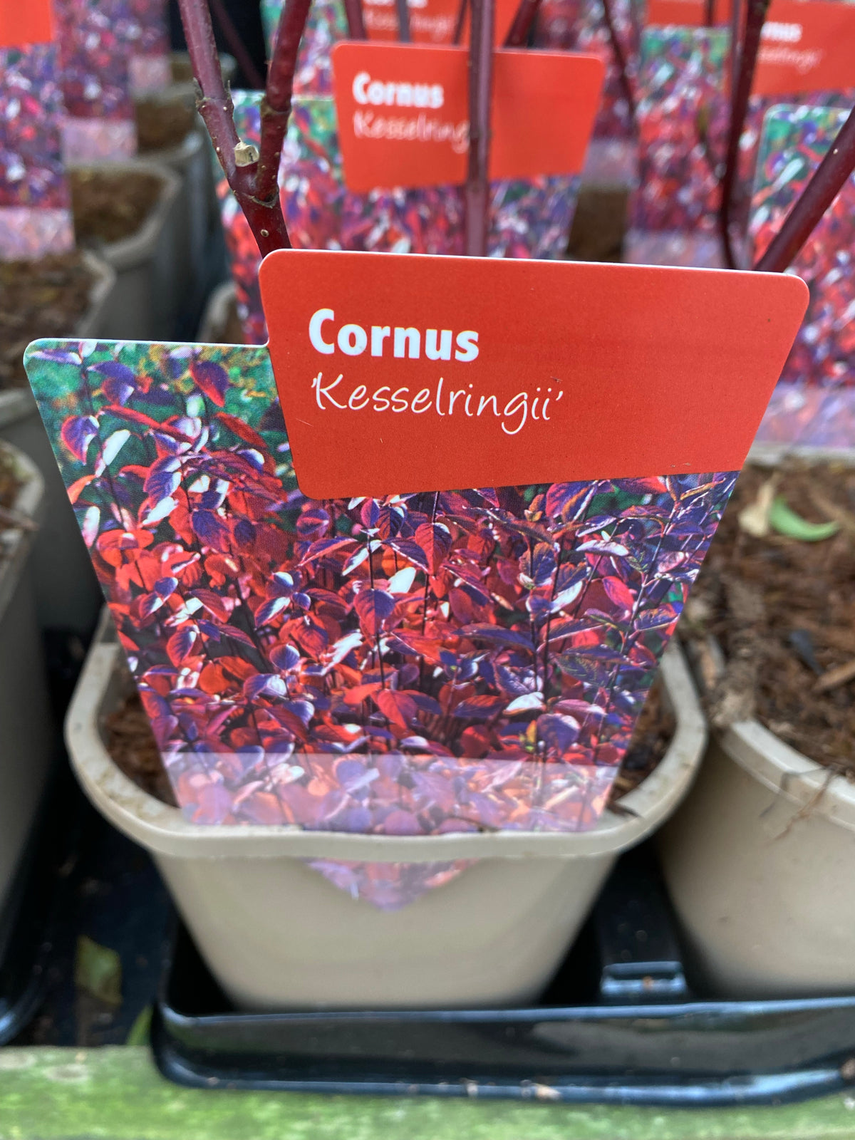 Cornus &#39;Kesselringii&#39; - Black Stem Dogwood 1L / 2L