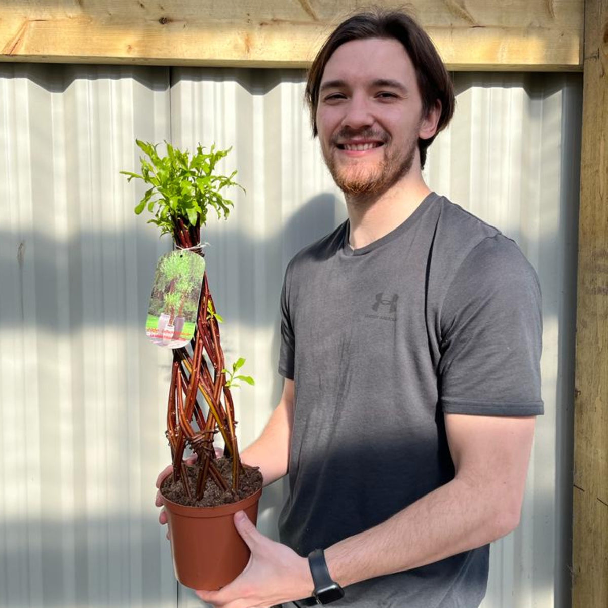 Salix - Living Braided Willow Tree Sculpture (55-60cm