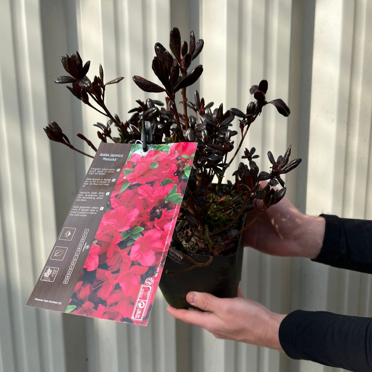A person holds an Azalea Japonica &#39;Manuska&#39; 2L with dark leaves and a tag displaying vibrant pink flowers and care instructions, set against corrugated light-colored metal panels in the background.