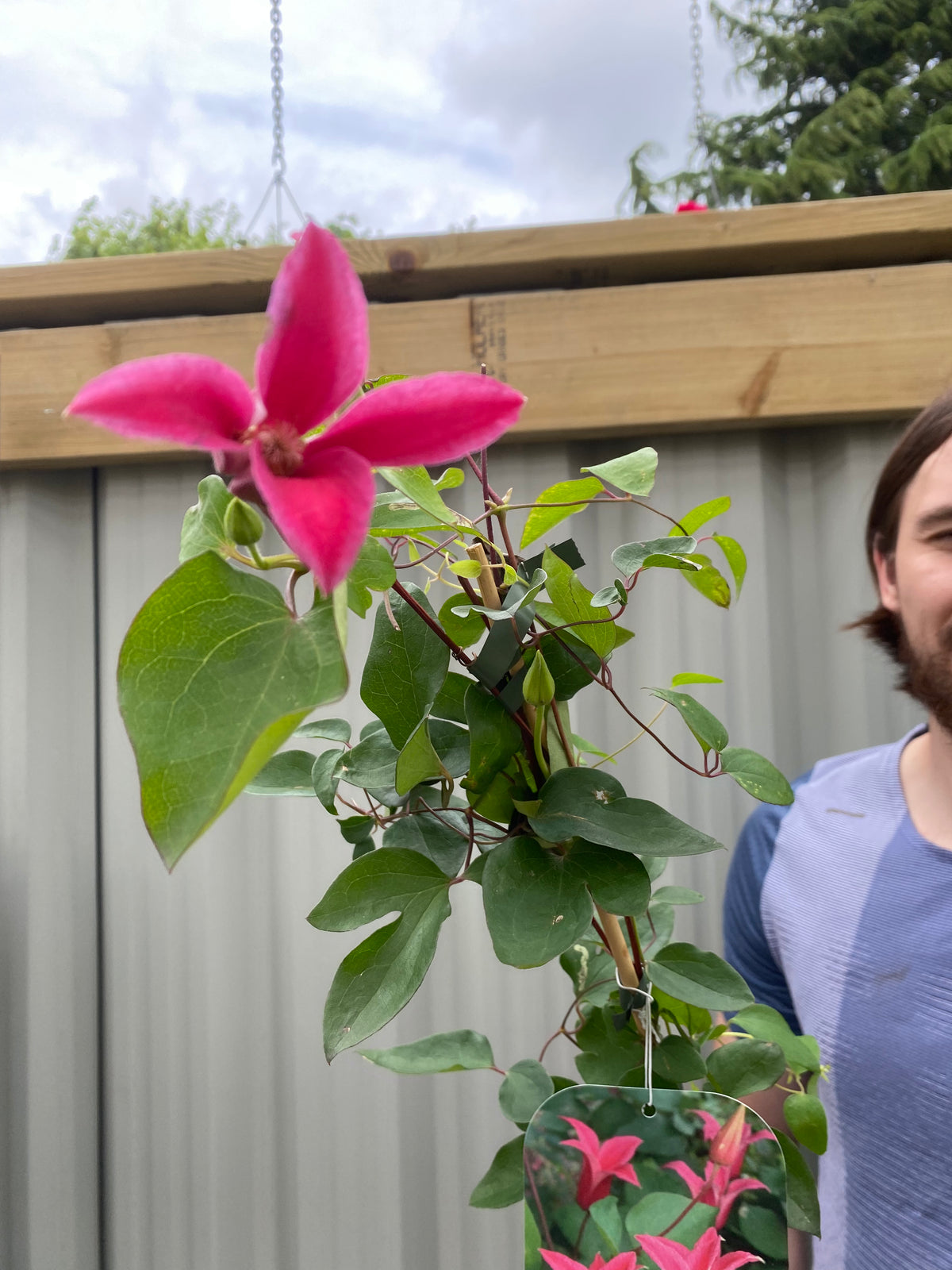 Clematis &#39;Princess Diana&#39; 70cm