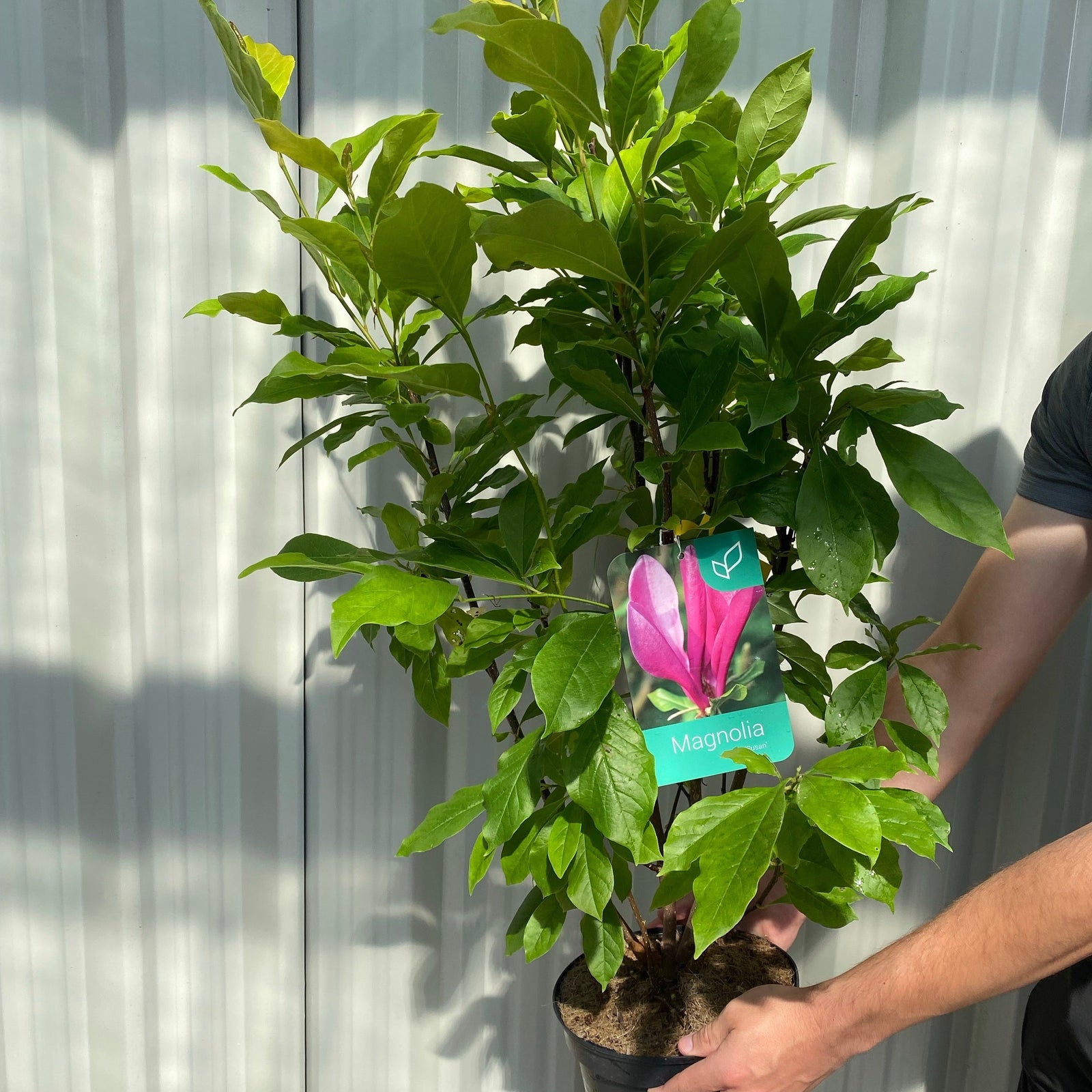 Magnolia 'Susan' 9cm - 3L features vibrant, fragrant blooms with soft green leaves and compact growth. Its delicate petals and lush appearance evoke a fresh springtime atmosphere, perfect for garden displays.