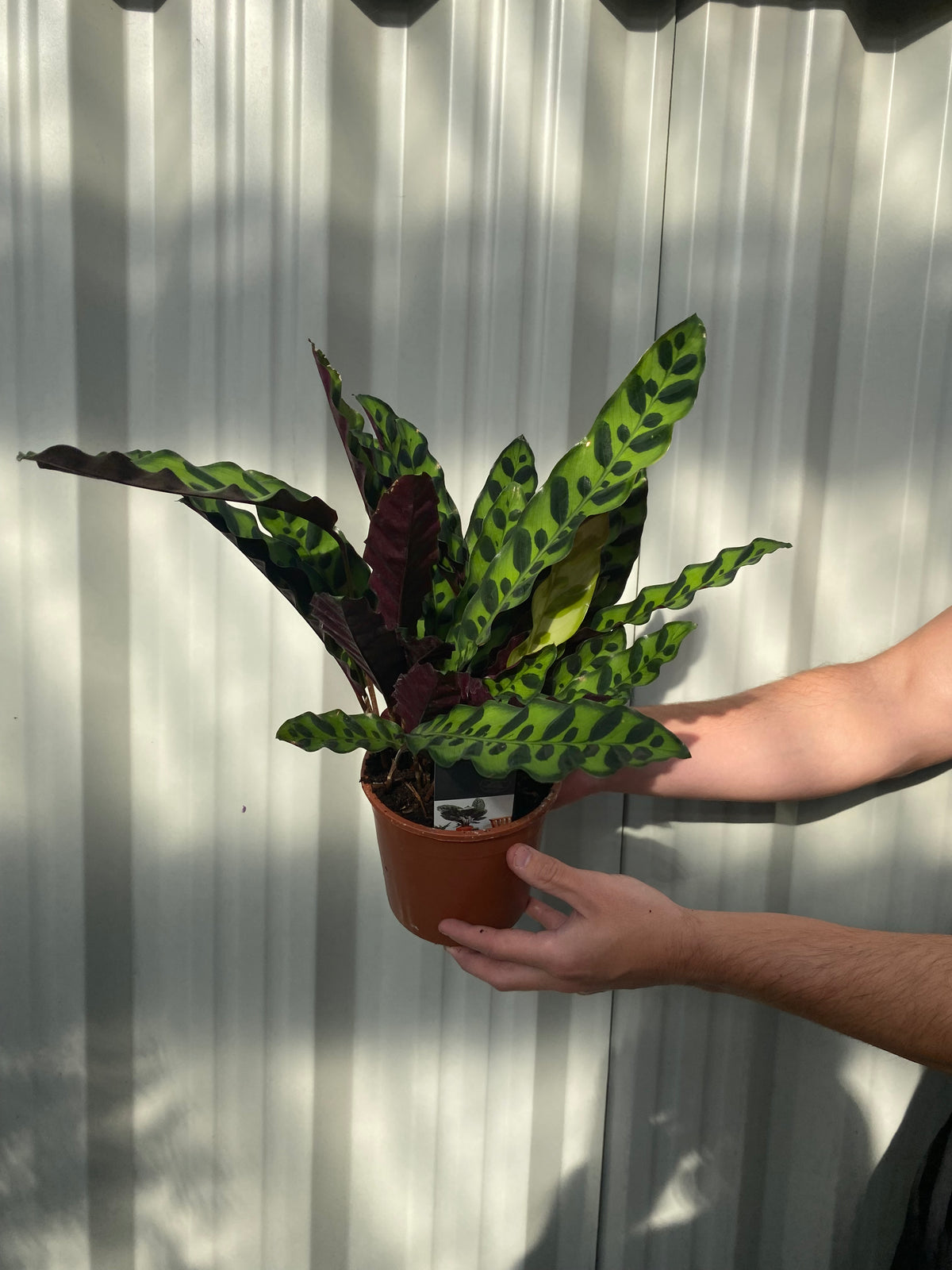 A person holds a Calathea lancifolia 50cm with long green leaves marked by dark oval spots and purple undersides, standing against a corrugated metal background in sunlight. This air-purifying plant thrives indoors.