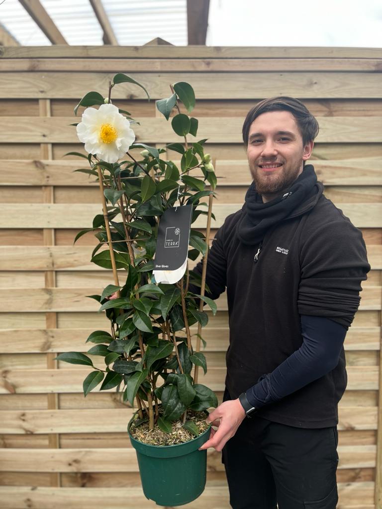 Camellia on frame 'Silver Waves' 5L (100cm)