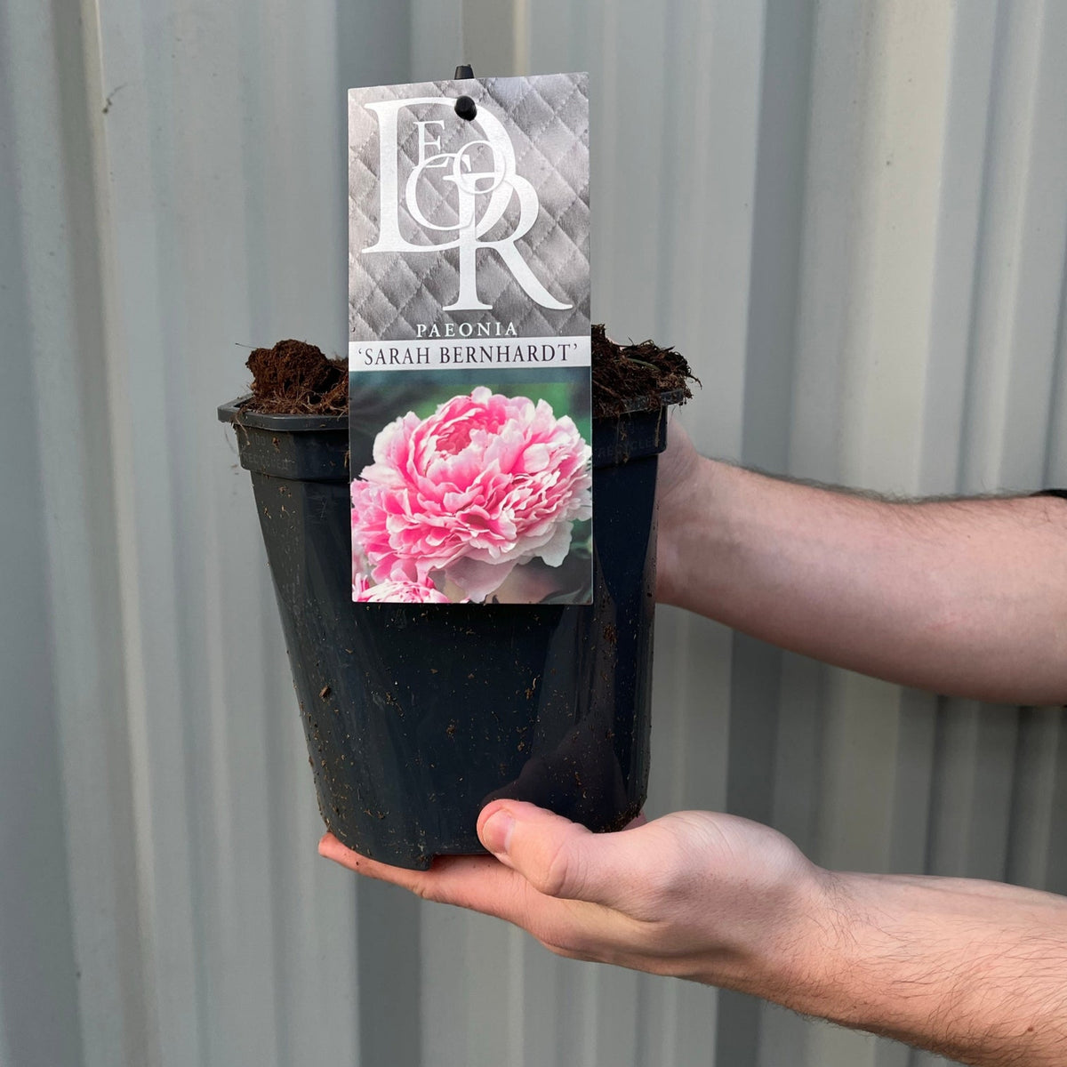 A person holds a black 1L plant pot labeled Peony &#39;Sarah Bernhardt&#39;, a variety prized for its fragrant blooms, against a corrugated metal background.