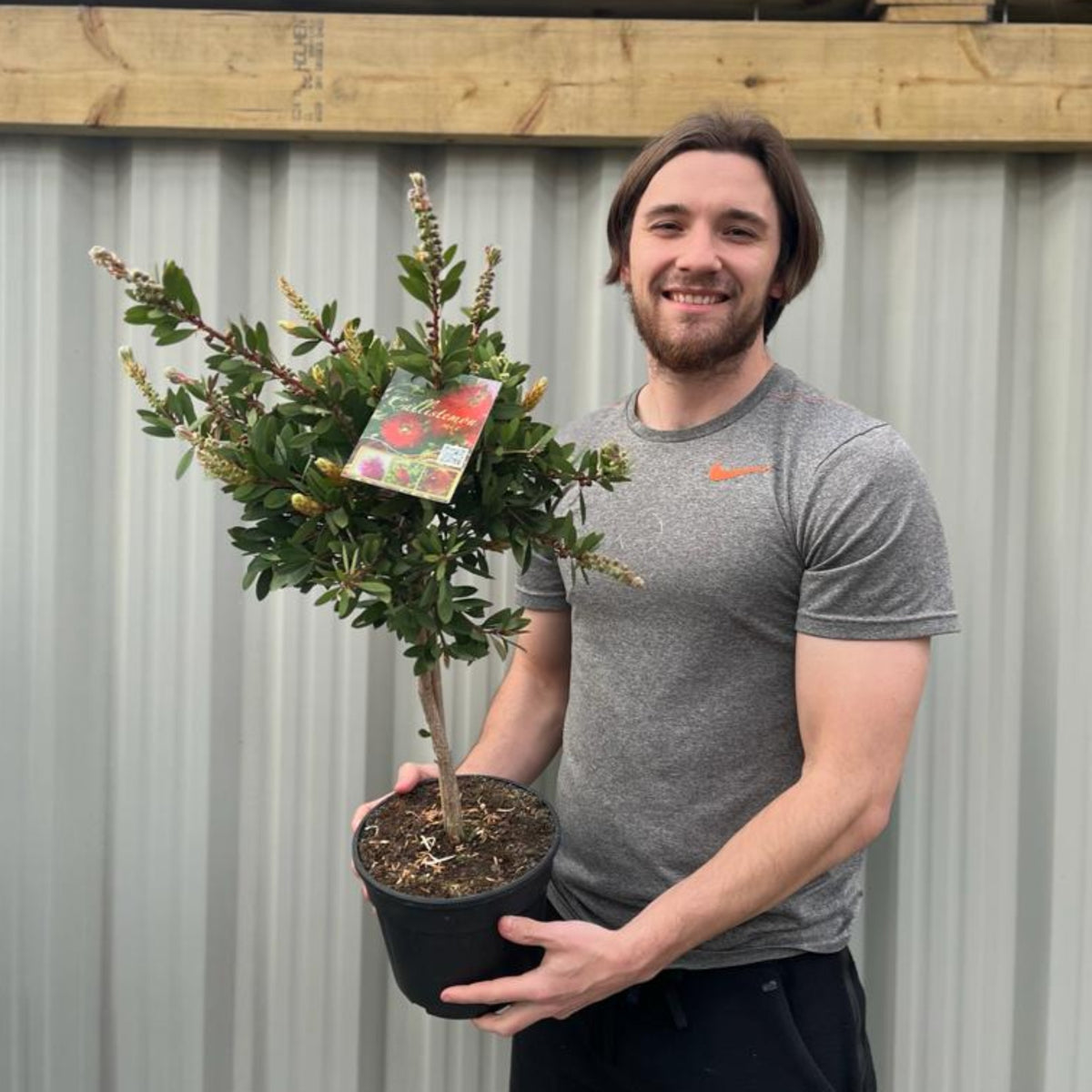 Standard Callistemon - Bottle Brush (70-80cm)