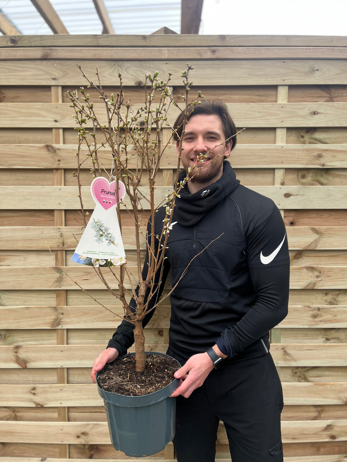 Ornamental Flowering Cherry Blossom Tree -  Nipponica ‘Brilliant&#39; 7.5L 1m