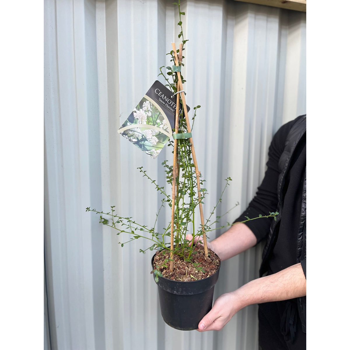 A person in black holds a 2L Ceanothus thyrsiflorus &#39;Snow Flurries&#39; (Evergreen, White Californian Lilac) with thin green stems, bamboo stakes, and a plant label, standing before a corrugated metal wall.