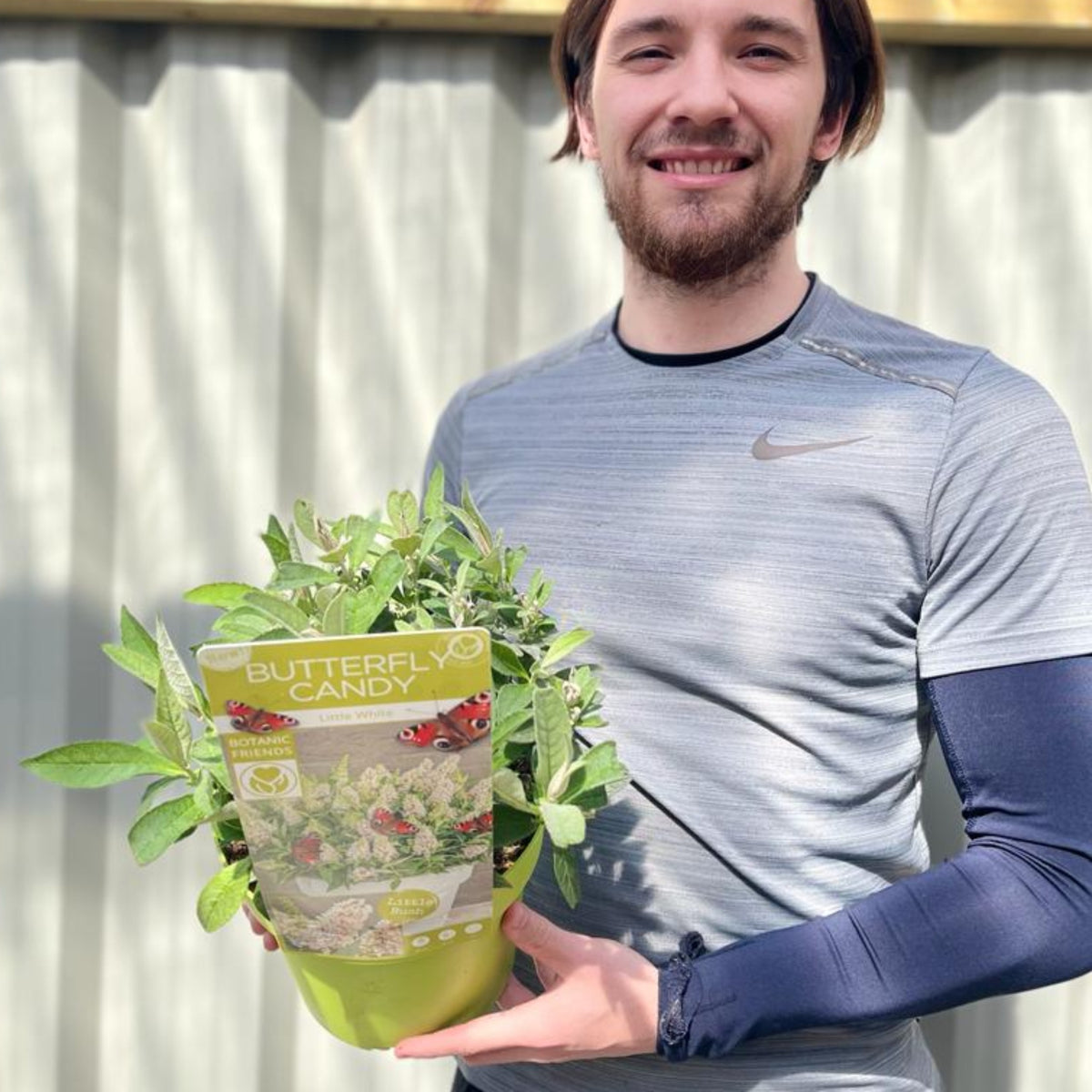 Buddleja Butterfly Candy &#39;Little White&#39; 9cm/1L/3L