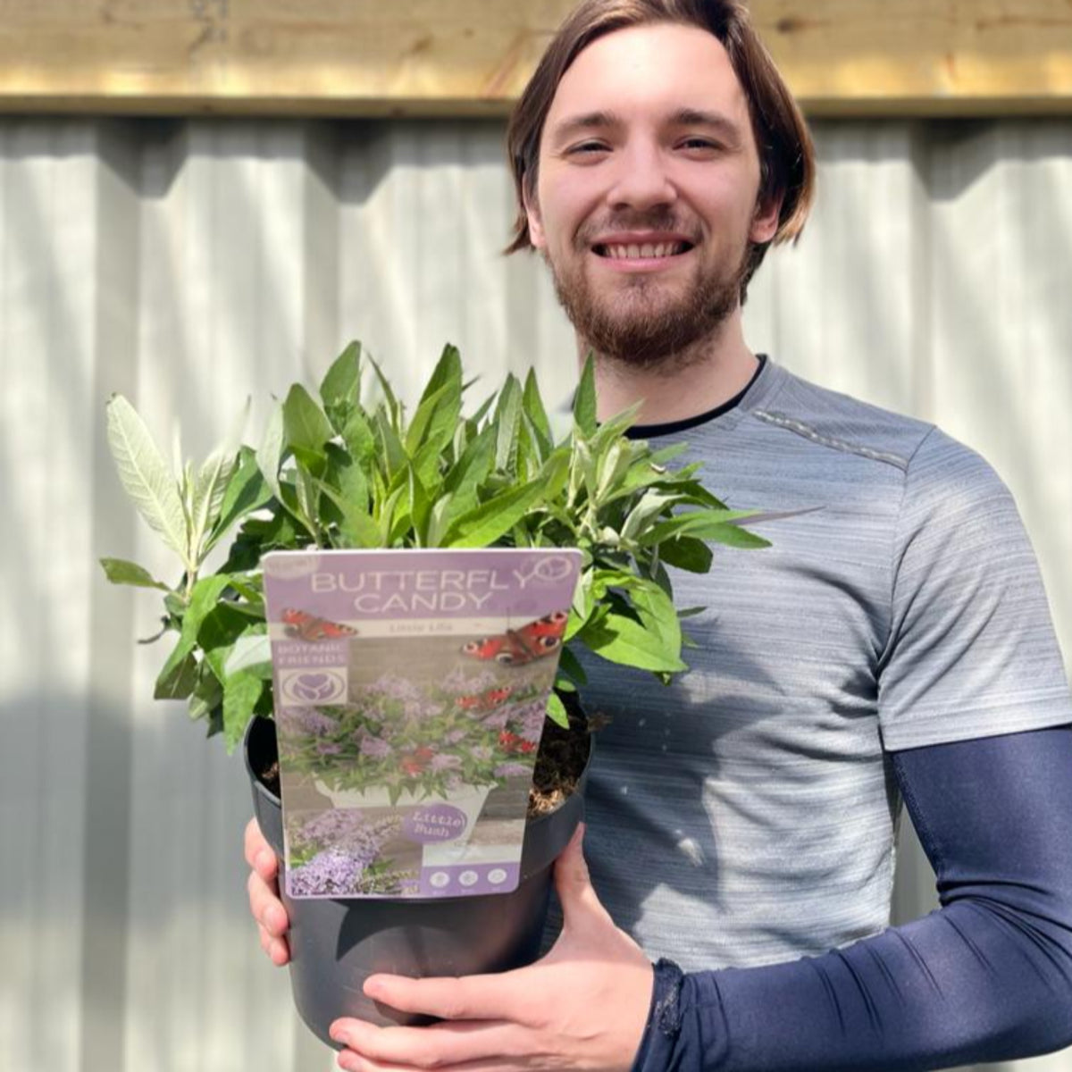 Buddleja &#39;Butterfly Candy Little Lila&#39; 9cm/1L/3L