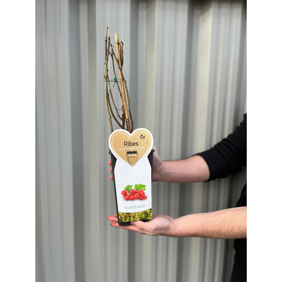 A person in black holds a ‘Jonkheer van Tets’ red currant bush in a 2L/4L pot with bare branches and a label showing red currants and &quot;Ribes,&quot; set against a corrugated metal background.