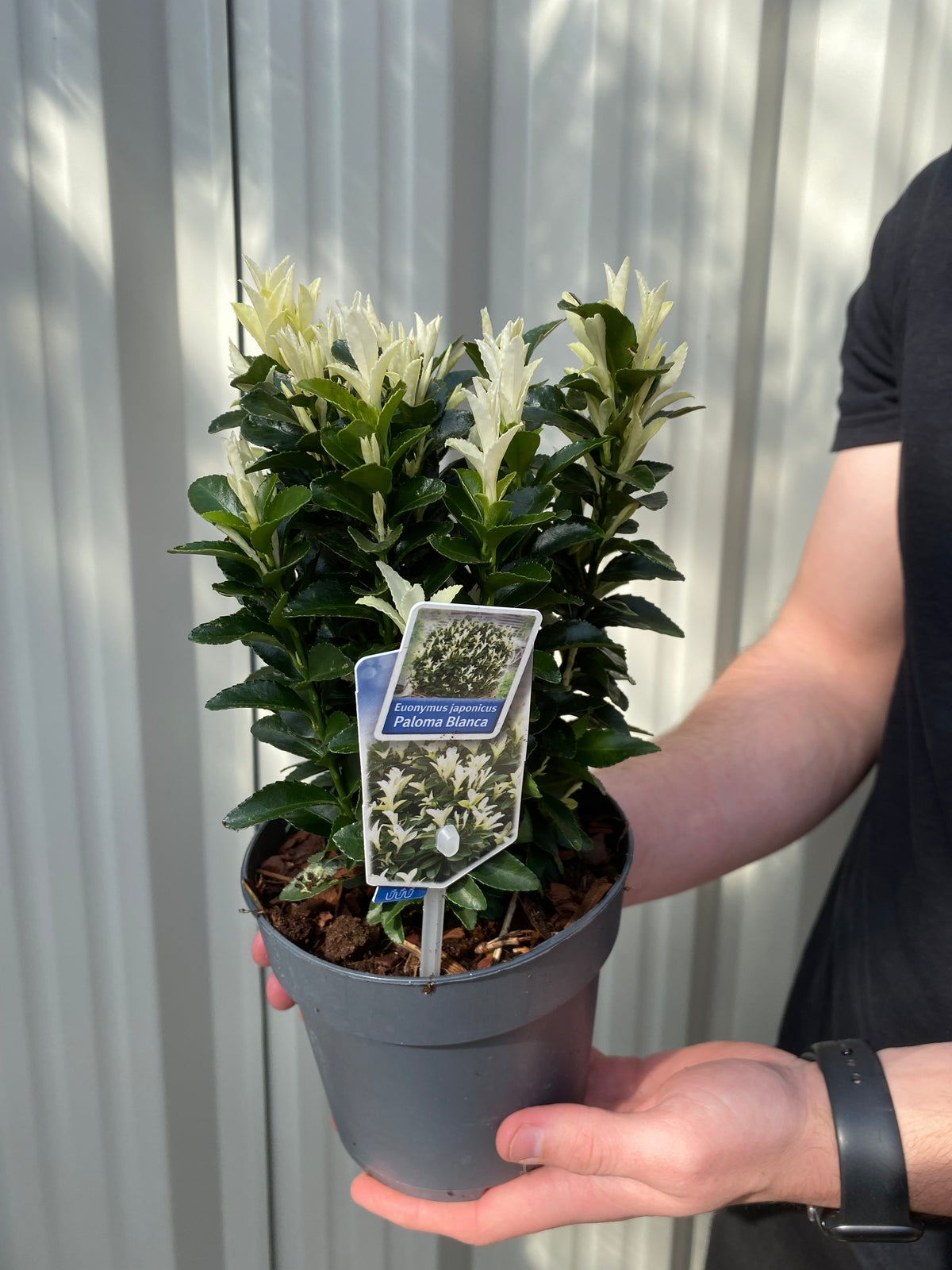 A person holds a potted Euonymus fortunei &#39;Paloma Blanca&#39;, an evergreen shrub with glossy green leaves and striking white new growth, standing before a grey corrugated metal background. Multibuy offers available in 9cm, 1.5L, 2L, or 5L pots.