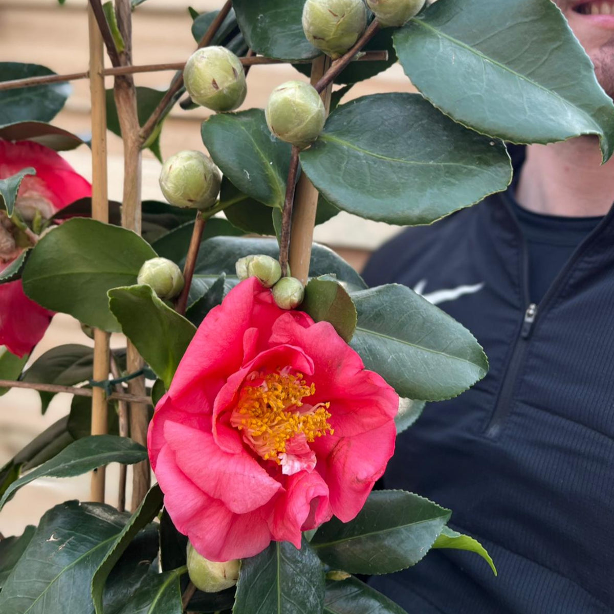 The Camellia on frame &#39;Cereixa de tollo&#39; 5L (100cm) features vibrant pink flowers with yellow stamens, glossy green leaves, and unopened buds on an evergreen shrub. Part of a person in a dark top appears in the background.