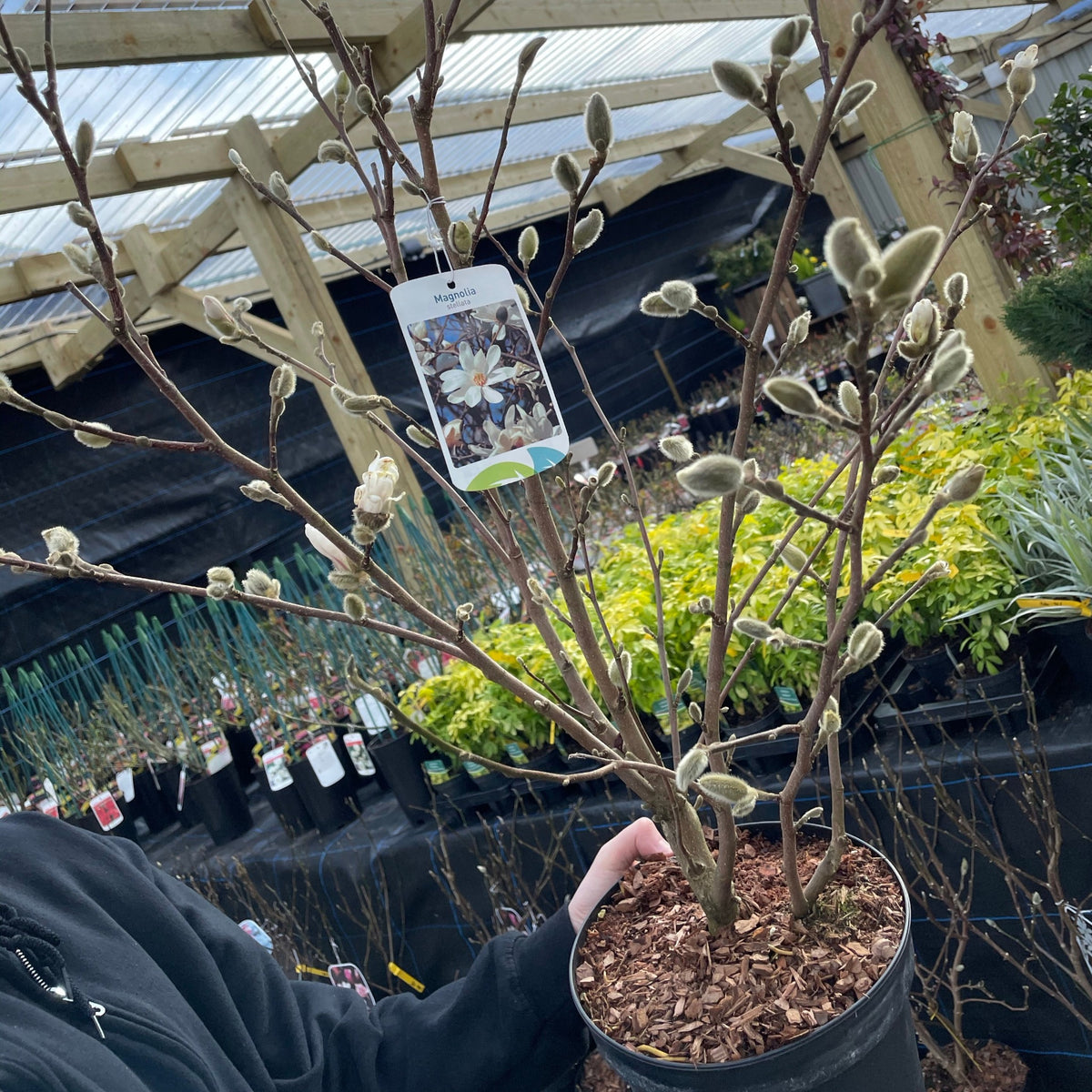 At a garden center beneath a wooden pergola, someone holds a Magnolia stellata | Star Magnolia 9cm - 5L with fuzzy buds, surrounded by an array of other potted plants.