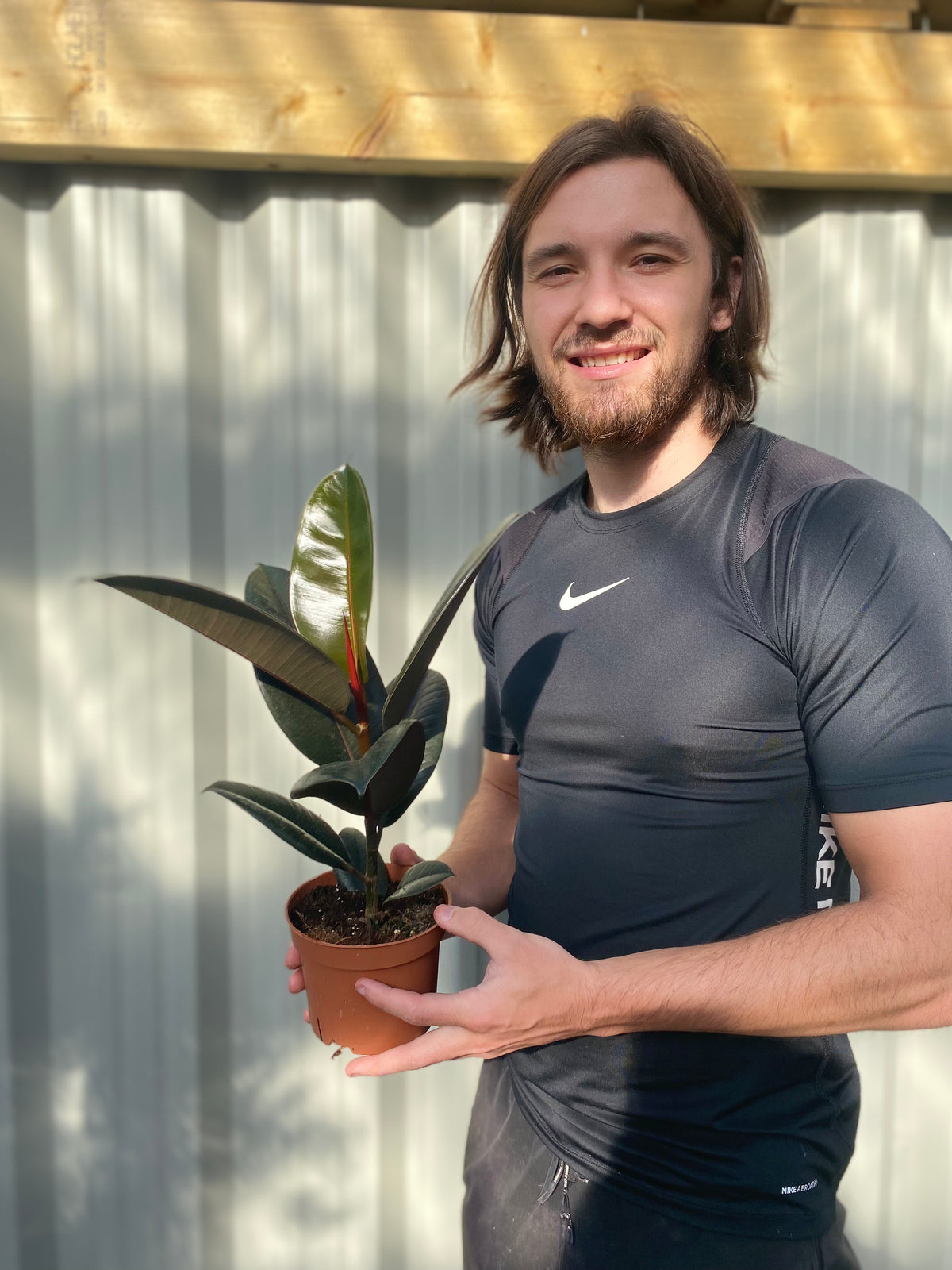 Ficus elastica Robusta (Rubber Fig) 30-40cm