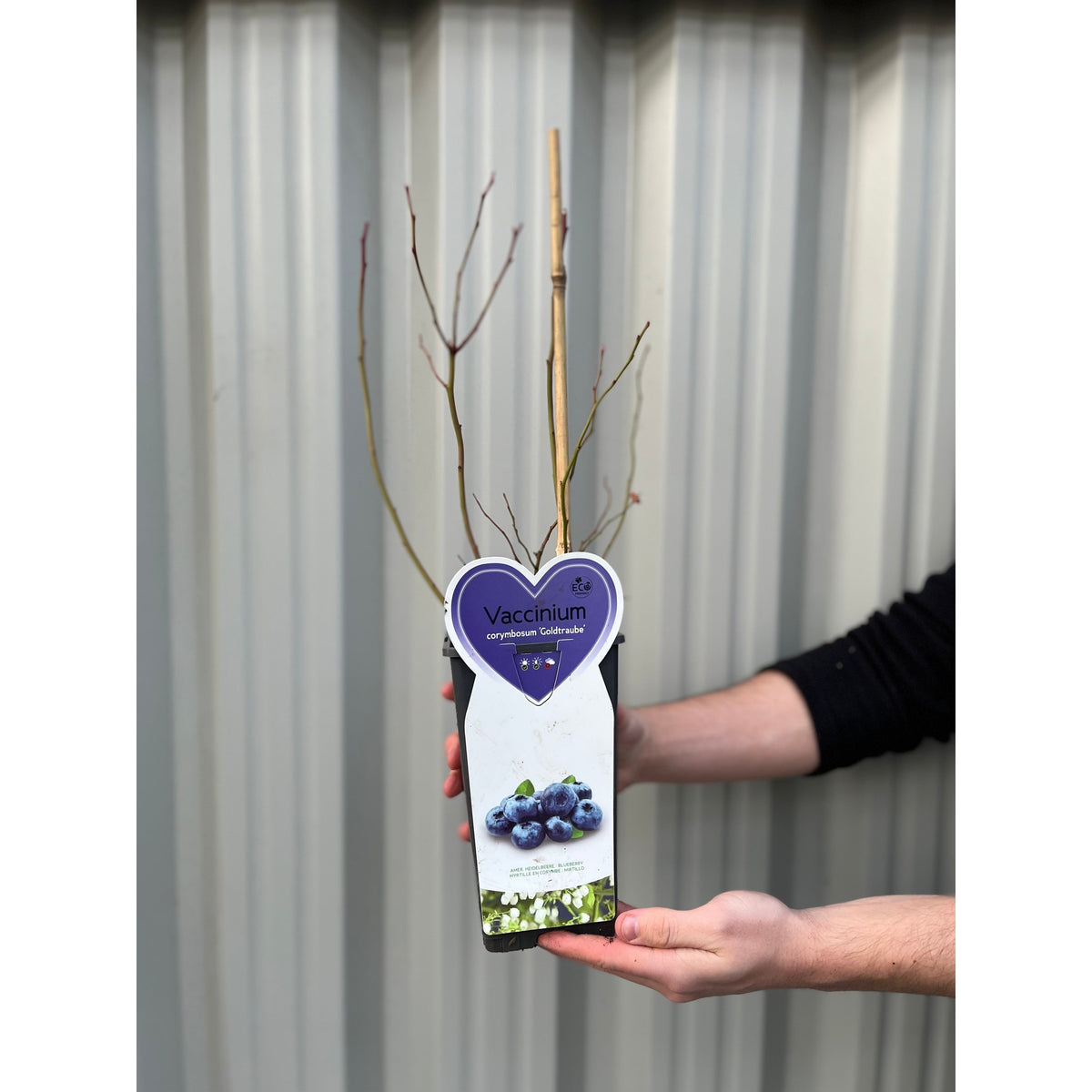 A person holds a potted Vaccinum - Blueberry - Goldtraube 2L plant with a label and ripe berry image, standing in front of a corrugated metal wall.