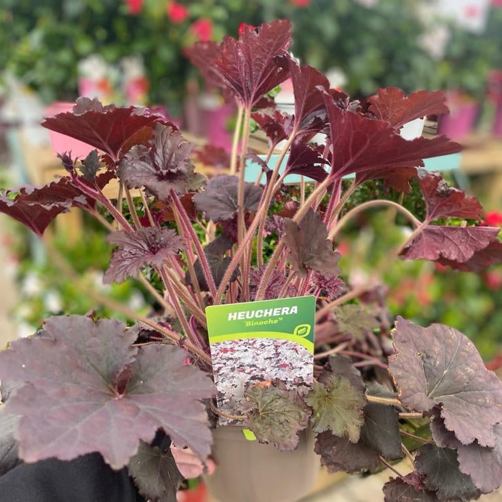 A Heuchera 'Binoche' 2L perennial with dark purple leaves comes in a labeled pot, shown among blurred plants—ideal for adding vibrant color to any shade garden.