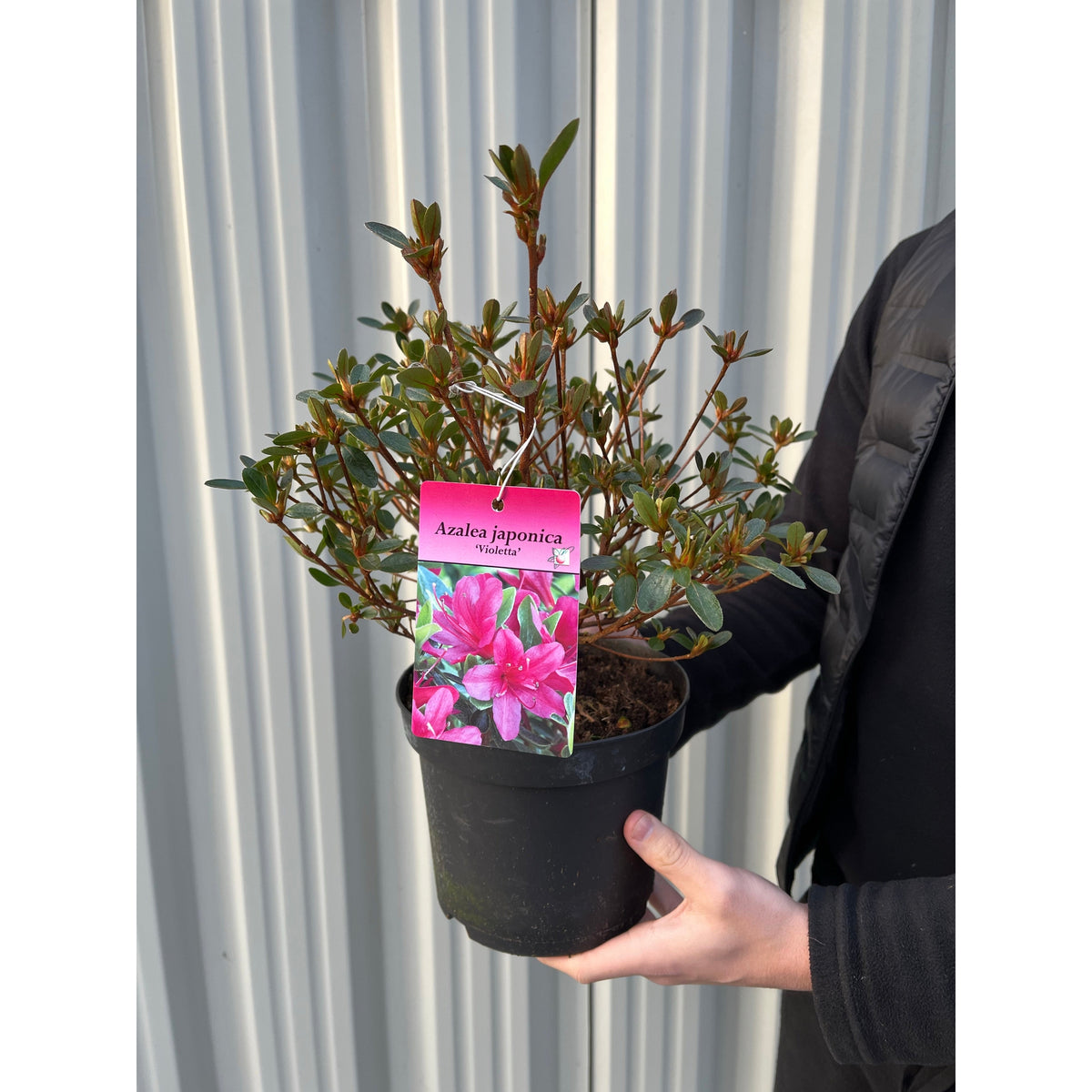 A person holds an Azalea &#39;Violetta&#39; 2L with a purple label showing vivid blooms, ideal for garden displays. This lush evergreen shrub stands out against a corrugated metal wall in the background.