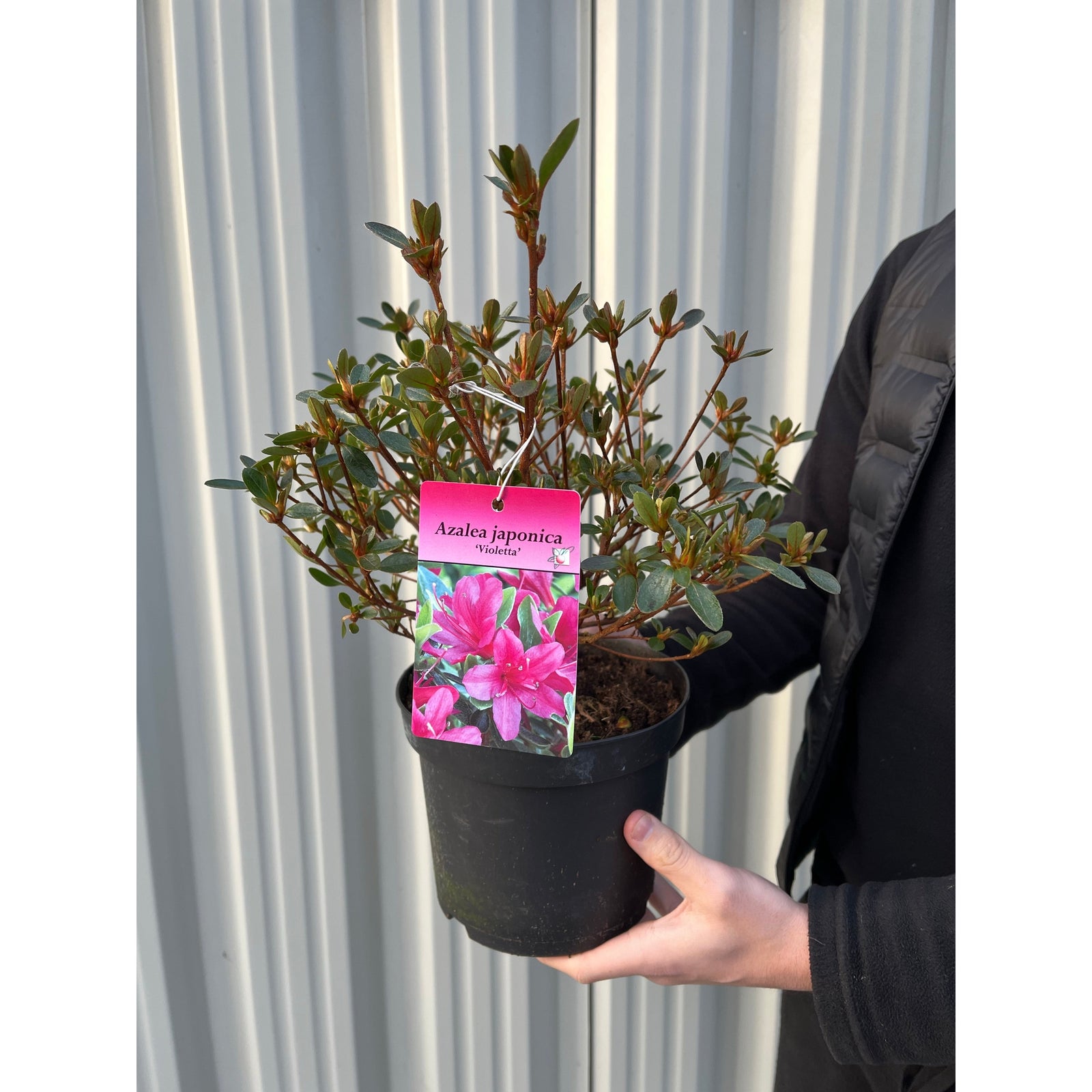 A person holds an Azalea 'Violetta' 2L with a purple label showing vivid blooms, ideal for garden displays. This lush evergreen shrub stands out against a corrugated metal wall in the background.