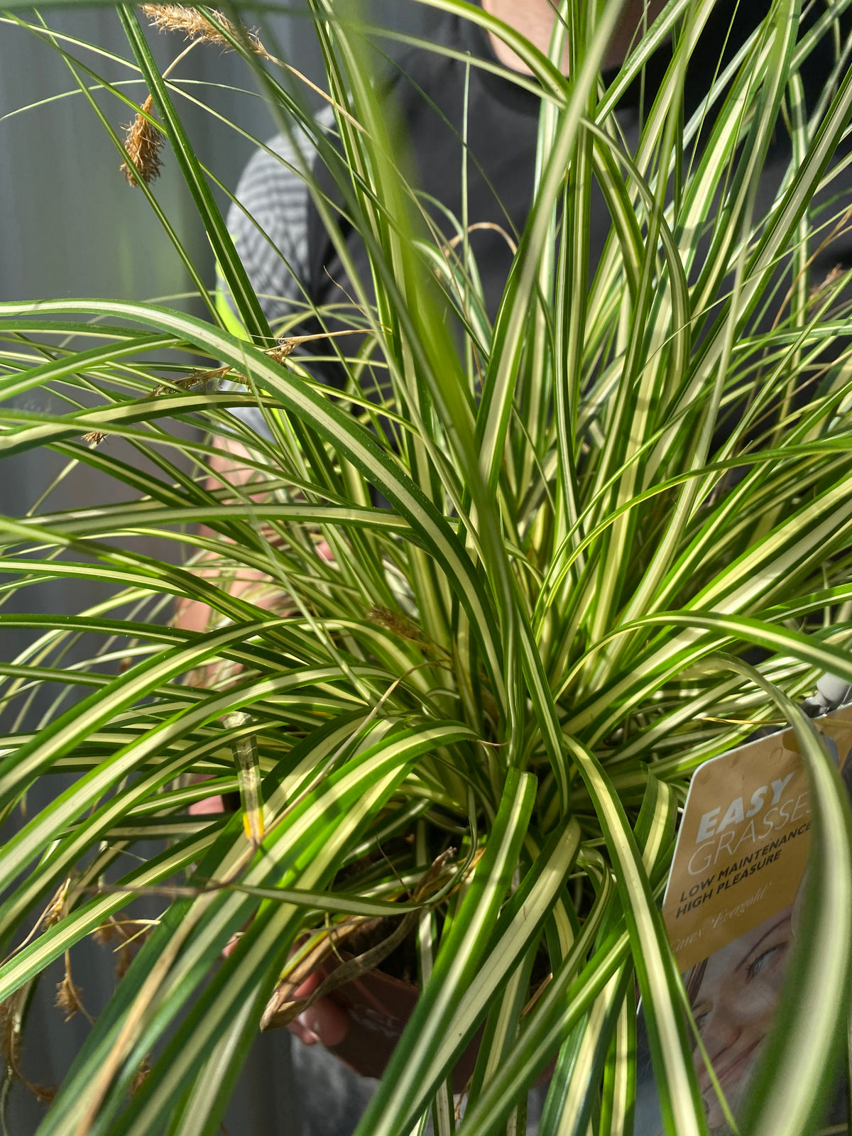 Carex Grass Oshimensis -  &#39;Evergold&#39; 2L
