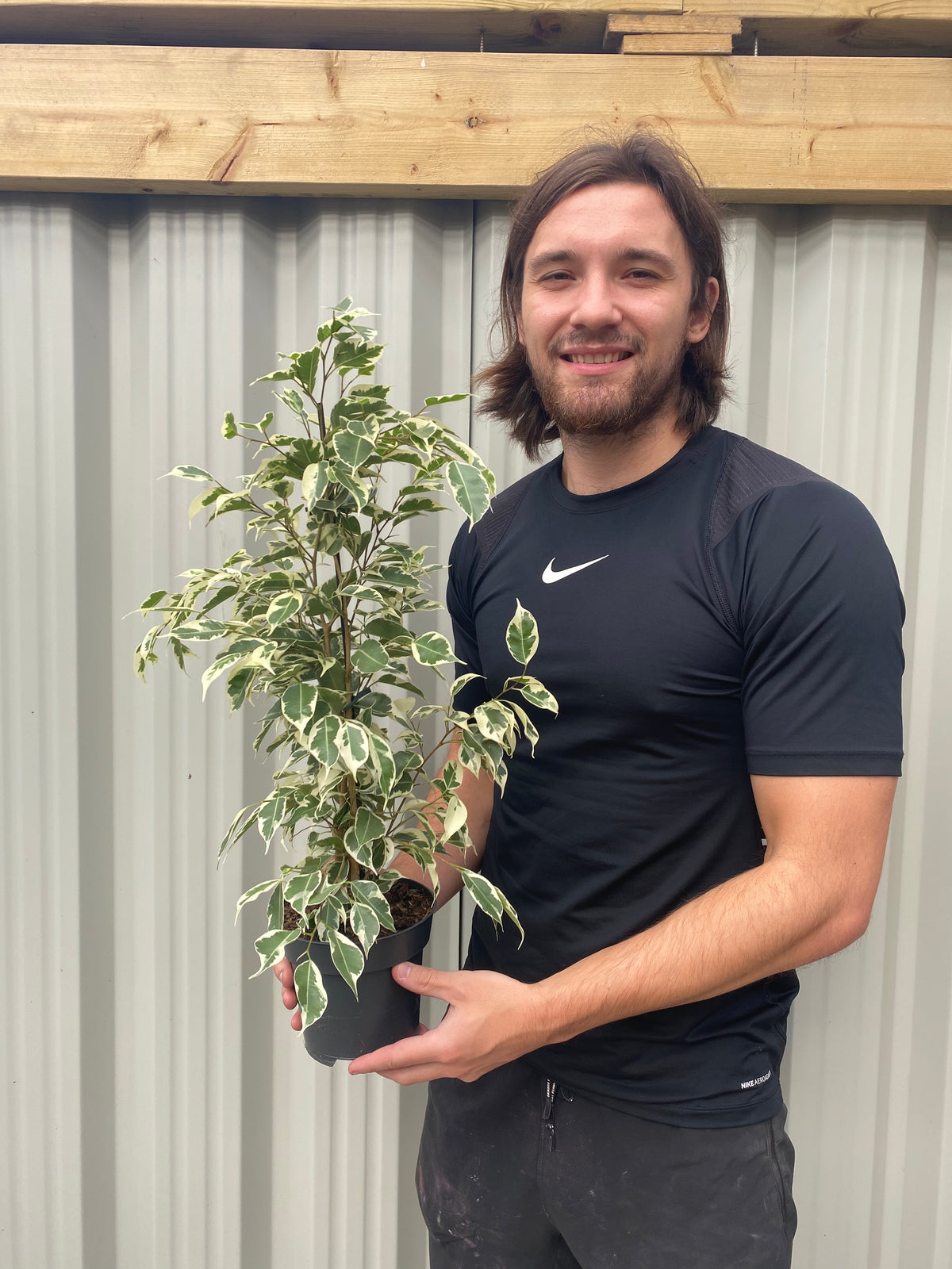 A smiling person with long hair, wearing a black Nike t-shirt, stands outside by a corrugated metal wall, holding a Ficus Benjamina variegated (Weeping Fig) 50-60cm with striking green and white leaves.